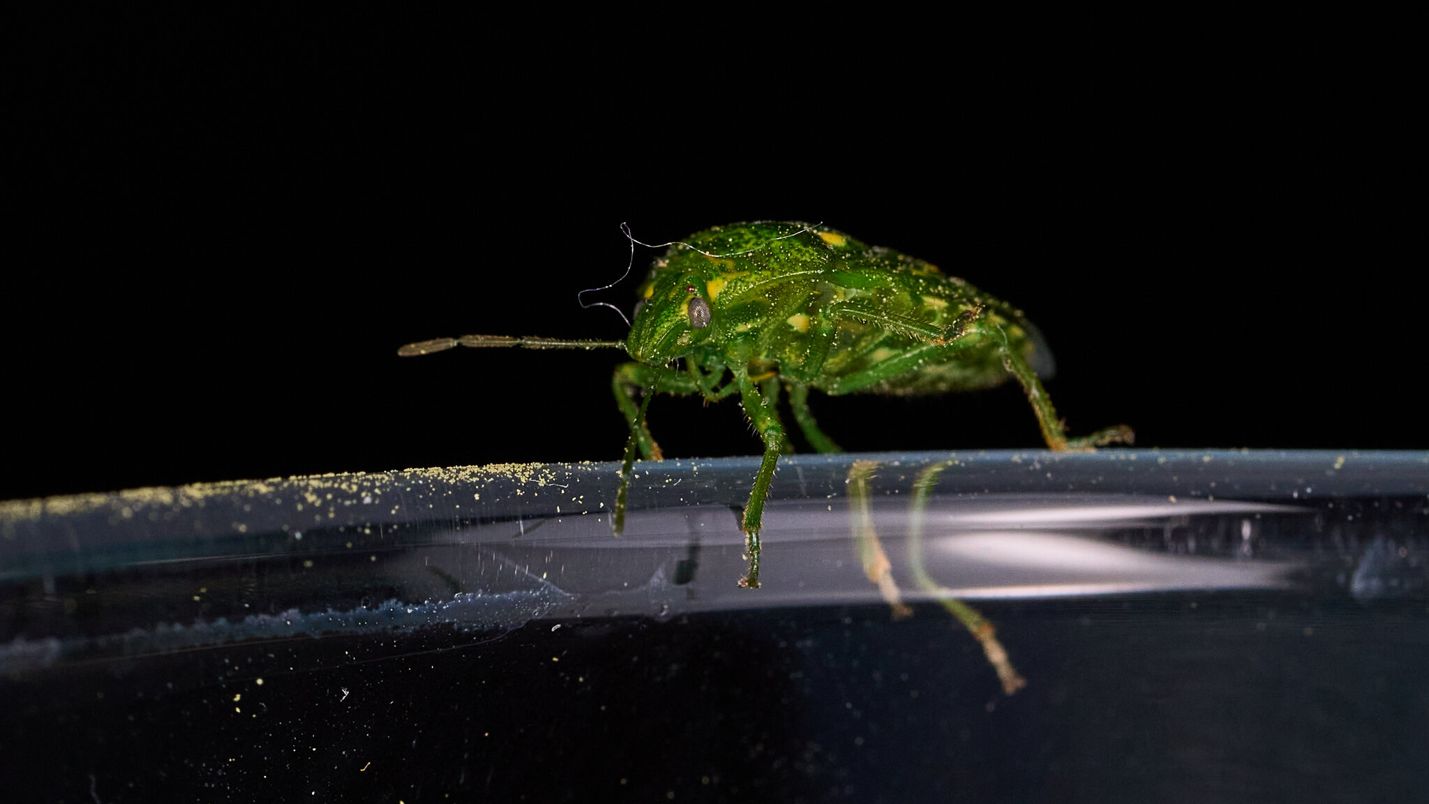 Juniper Stink Bug - Claymont - 04162026 - 02.jpg