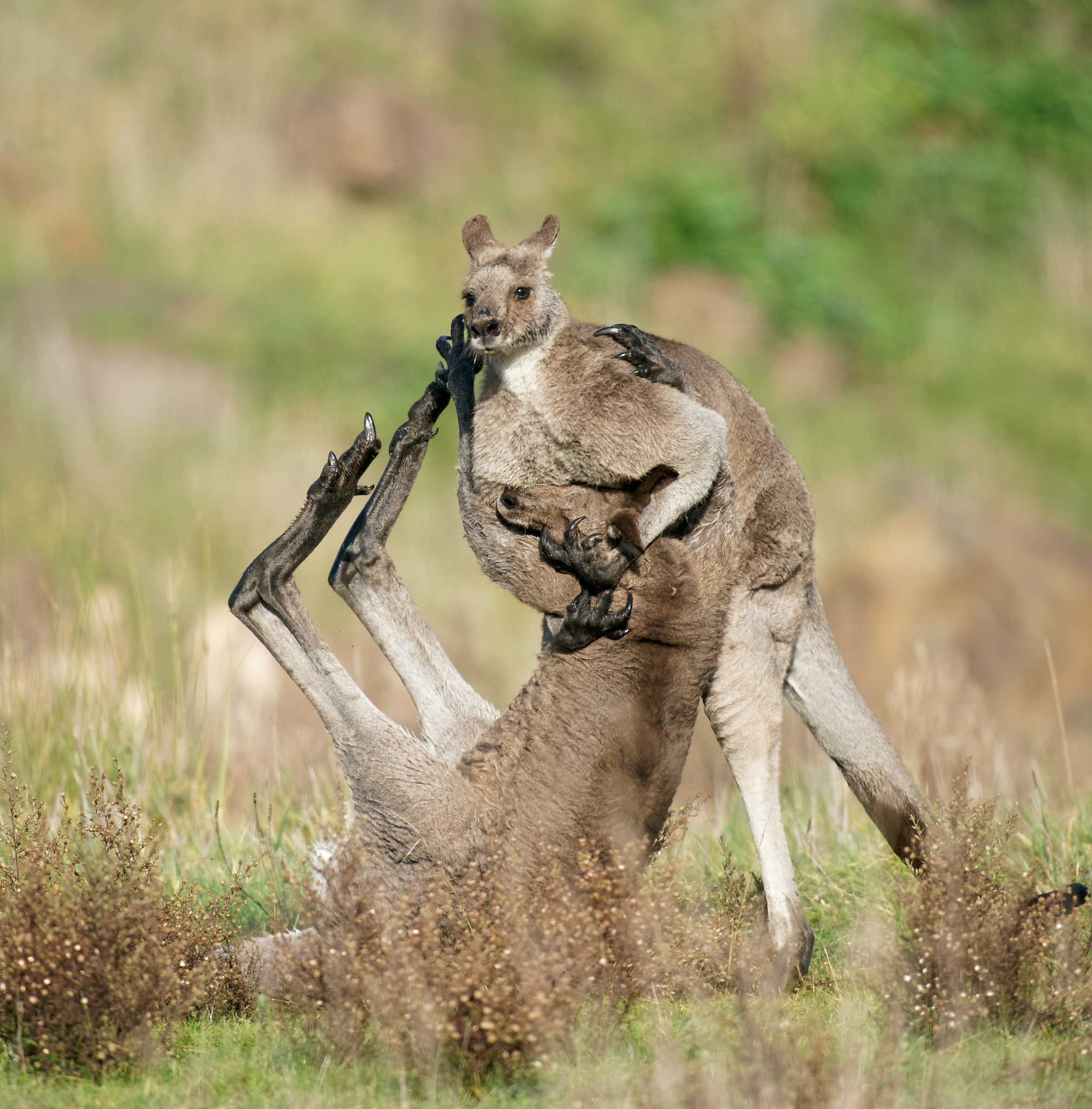 Kangaroo fight (2).jpg
