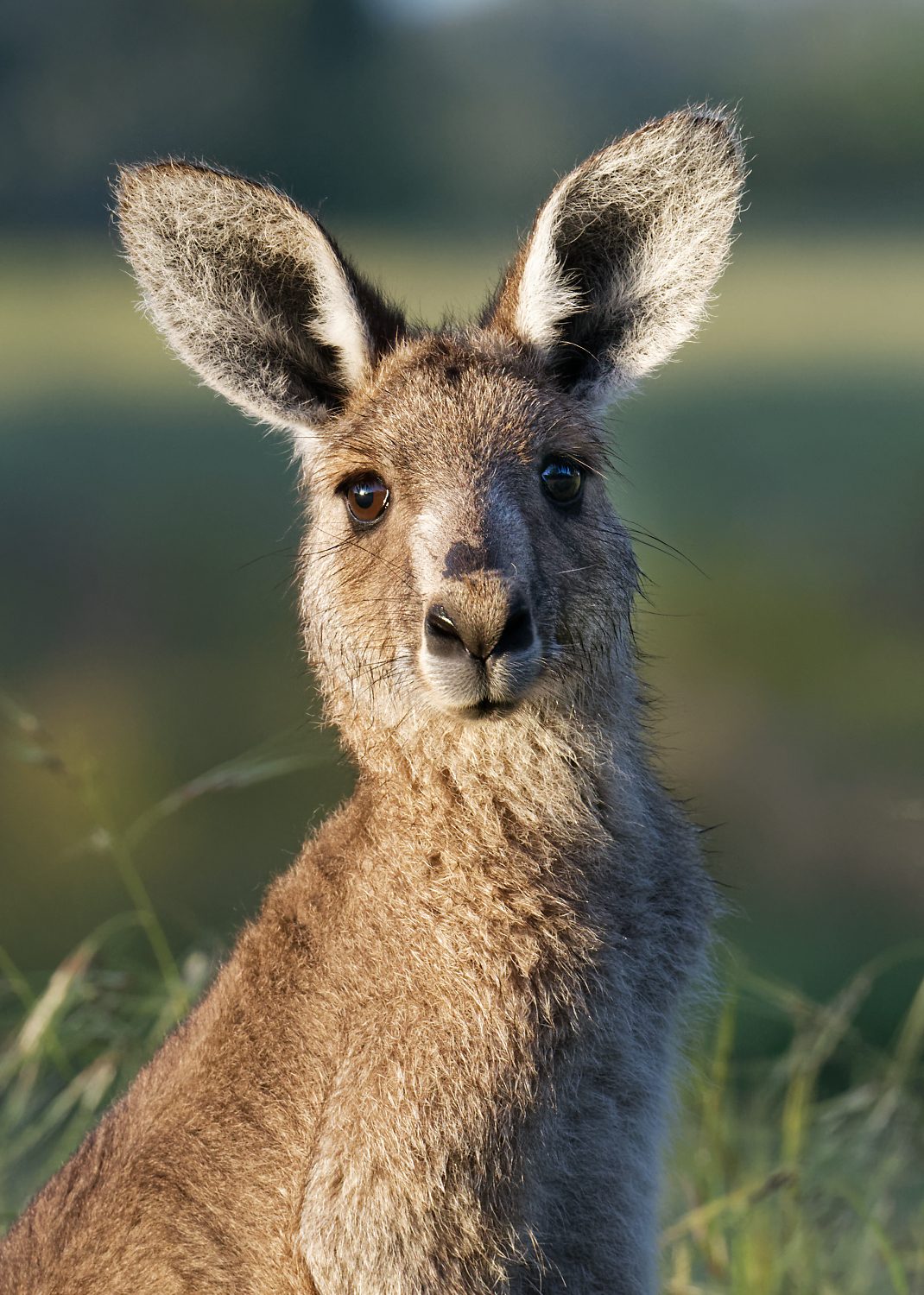 Kangoroo (2).jpg