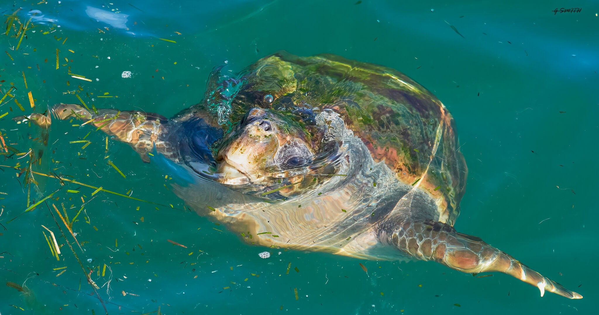 kefalonia loggerhead turtle 2022.jpg