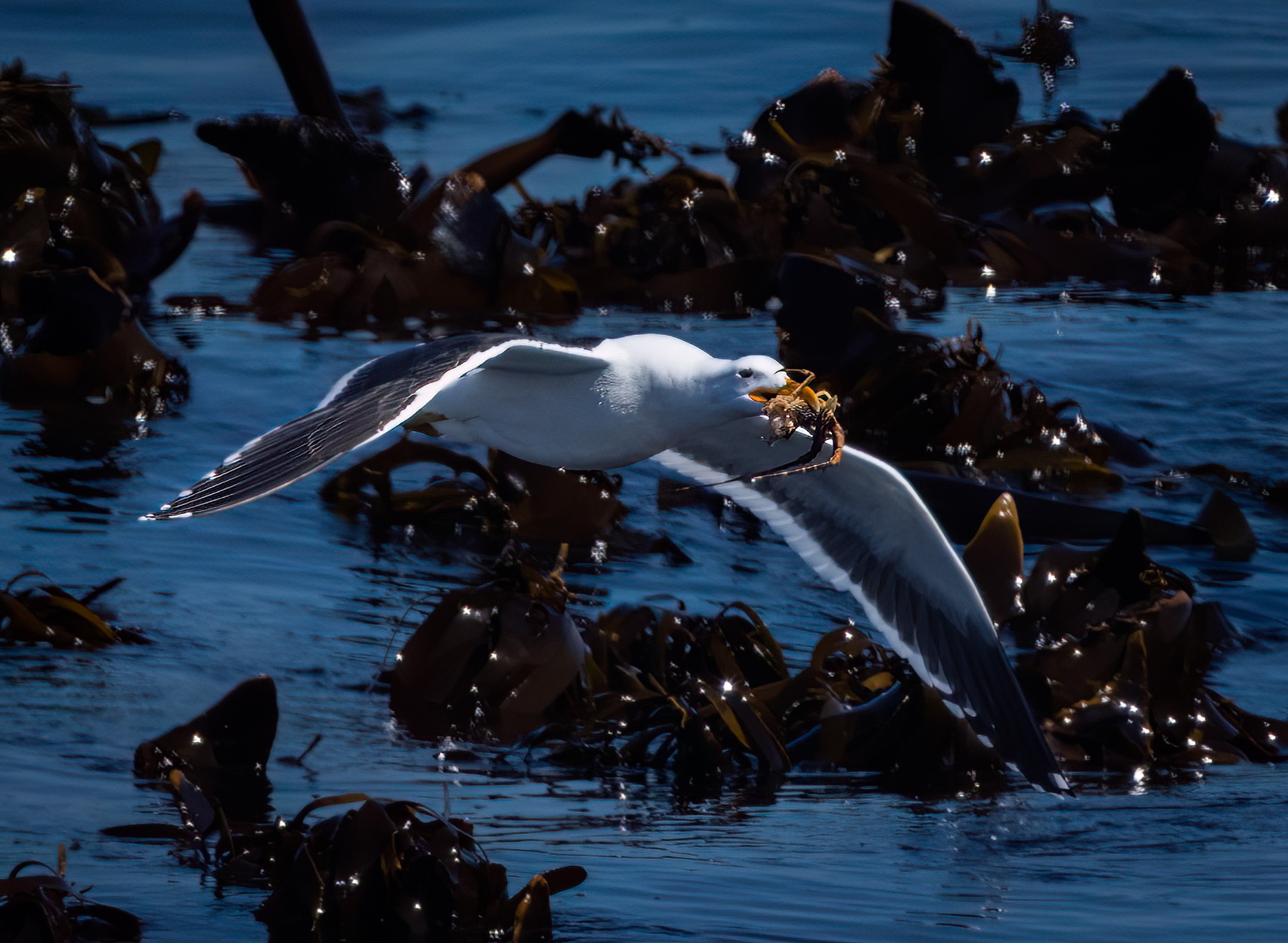 kelp gull.jpg