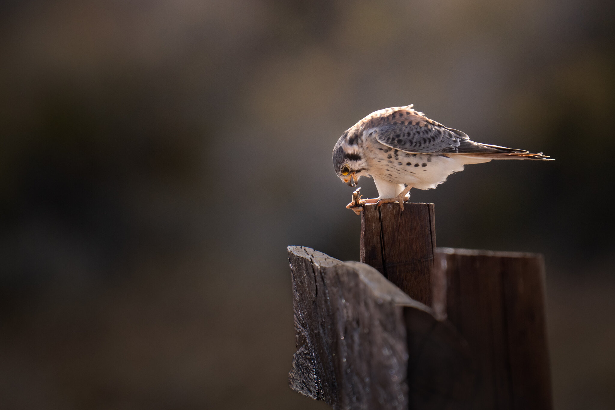 Kestral.jpg