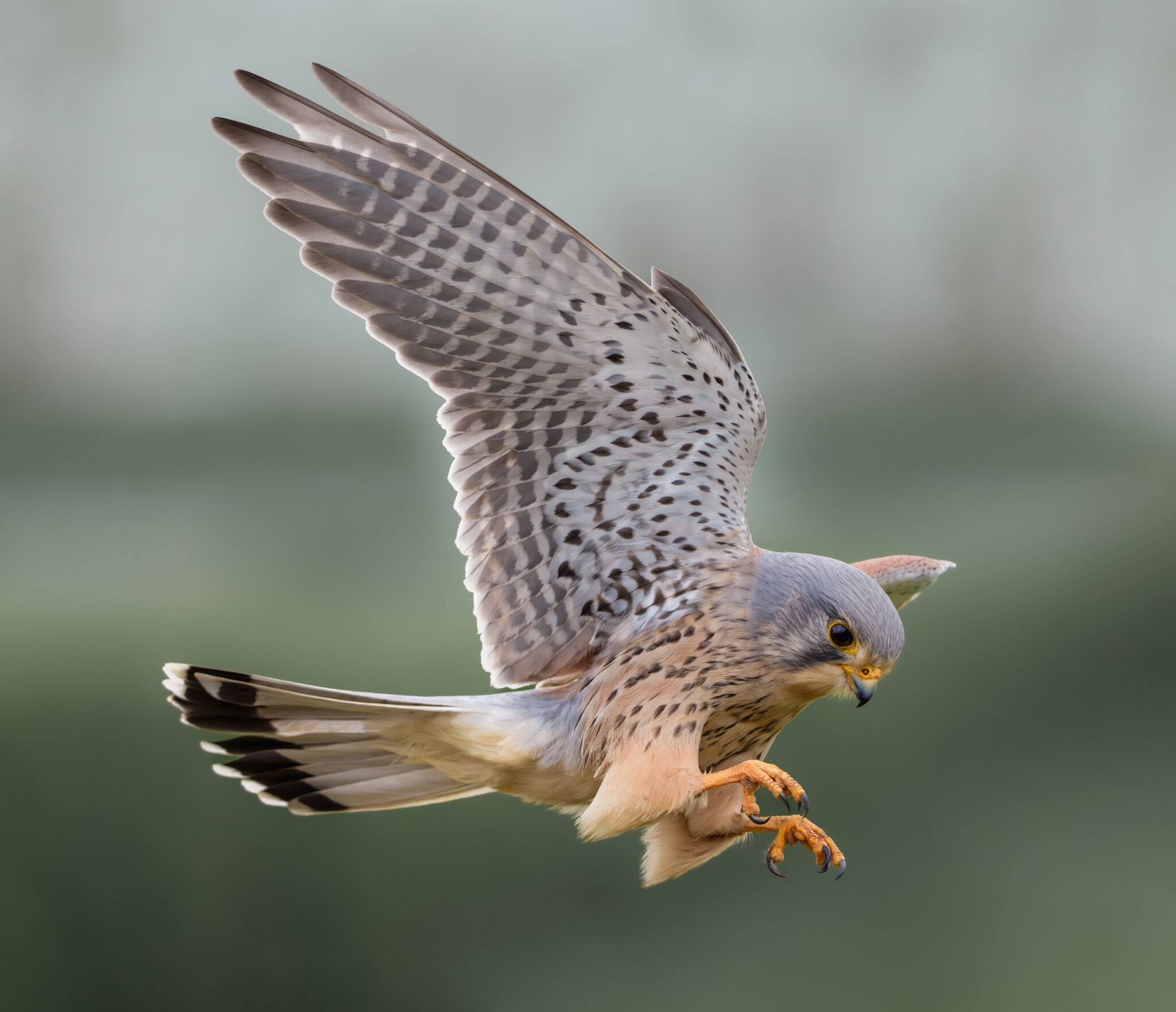 Kestrel ♂-2.jpg