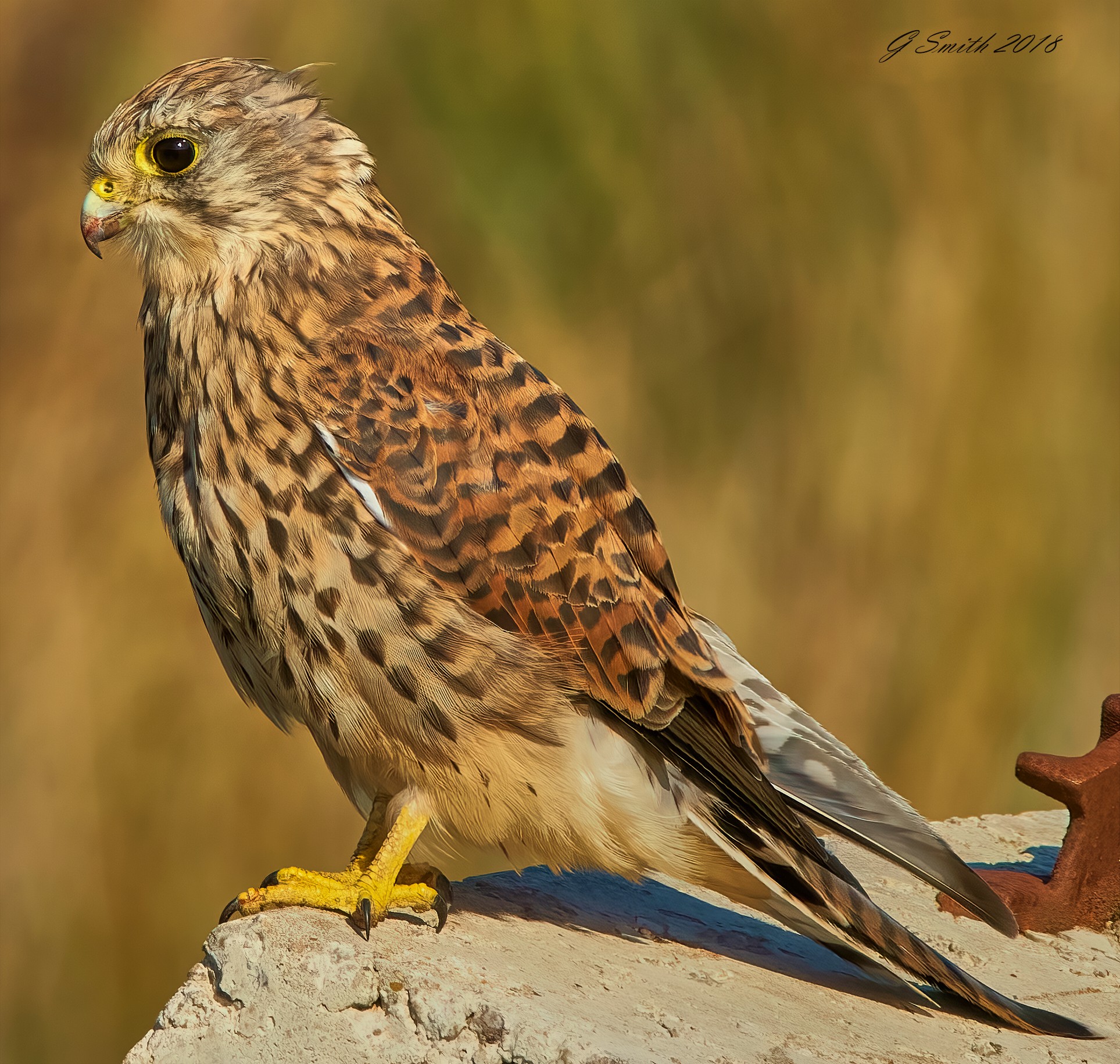 kestrel 2018 1.jpg