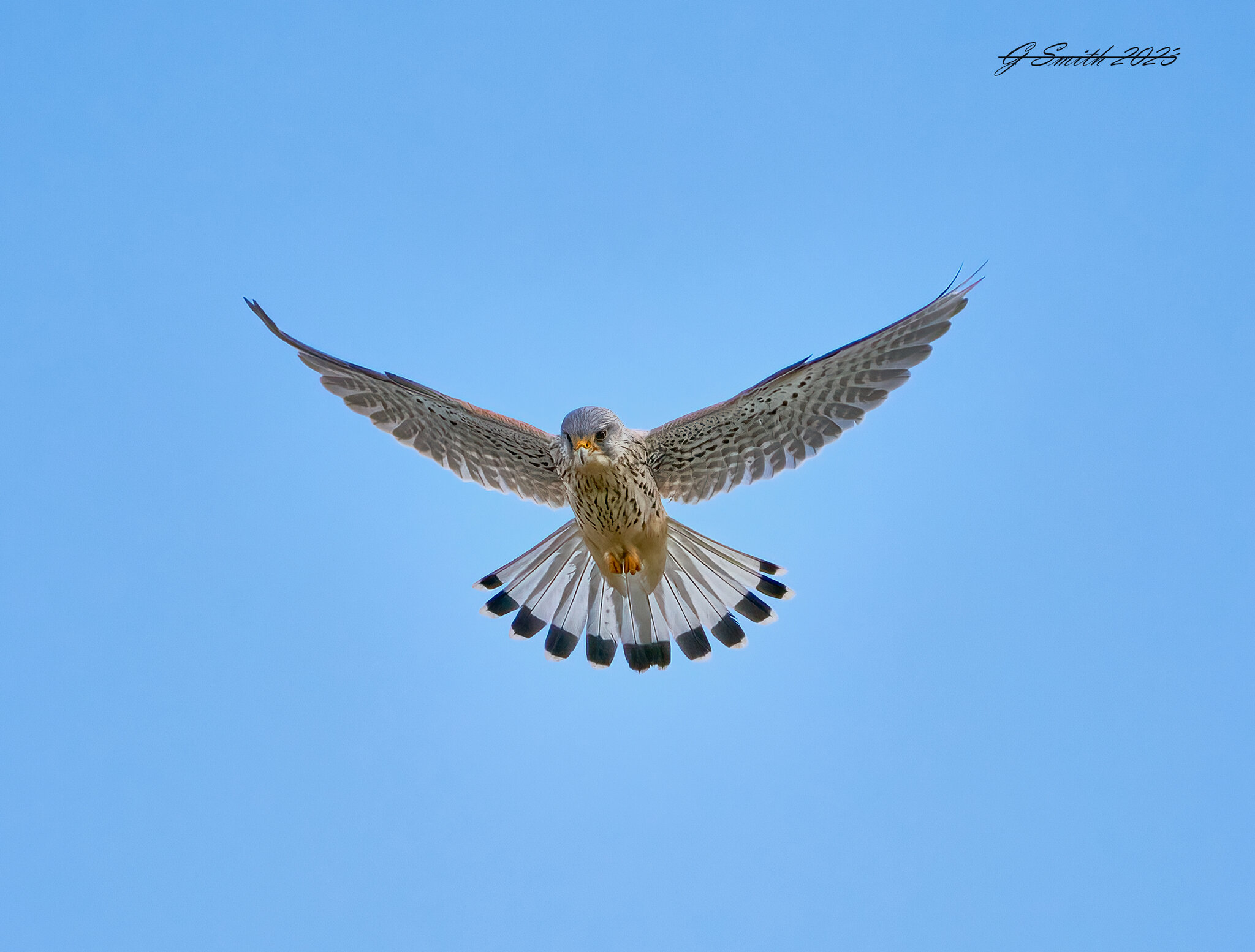 kestrel 2023 111.jpg