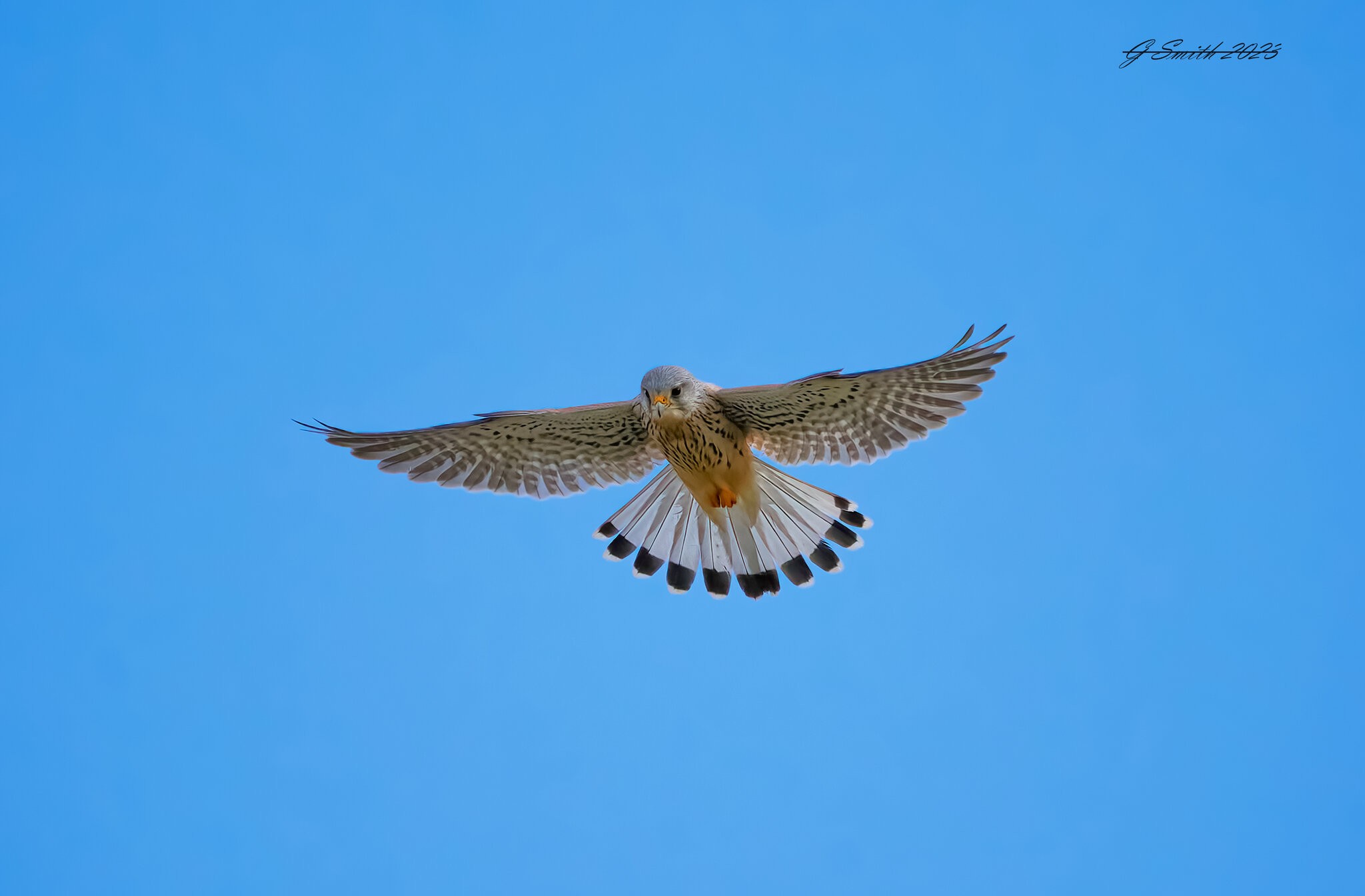 kestrel 2023 159.jpg