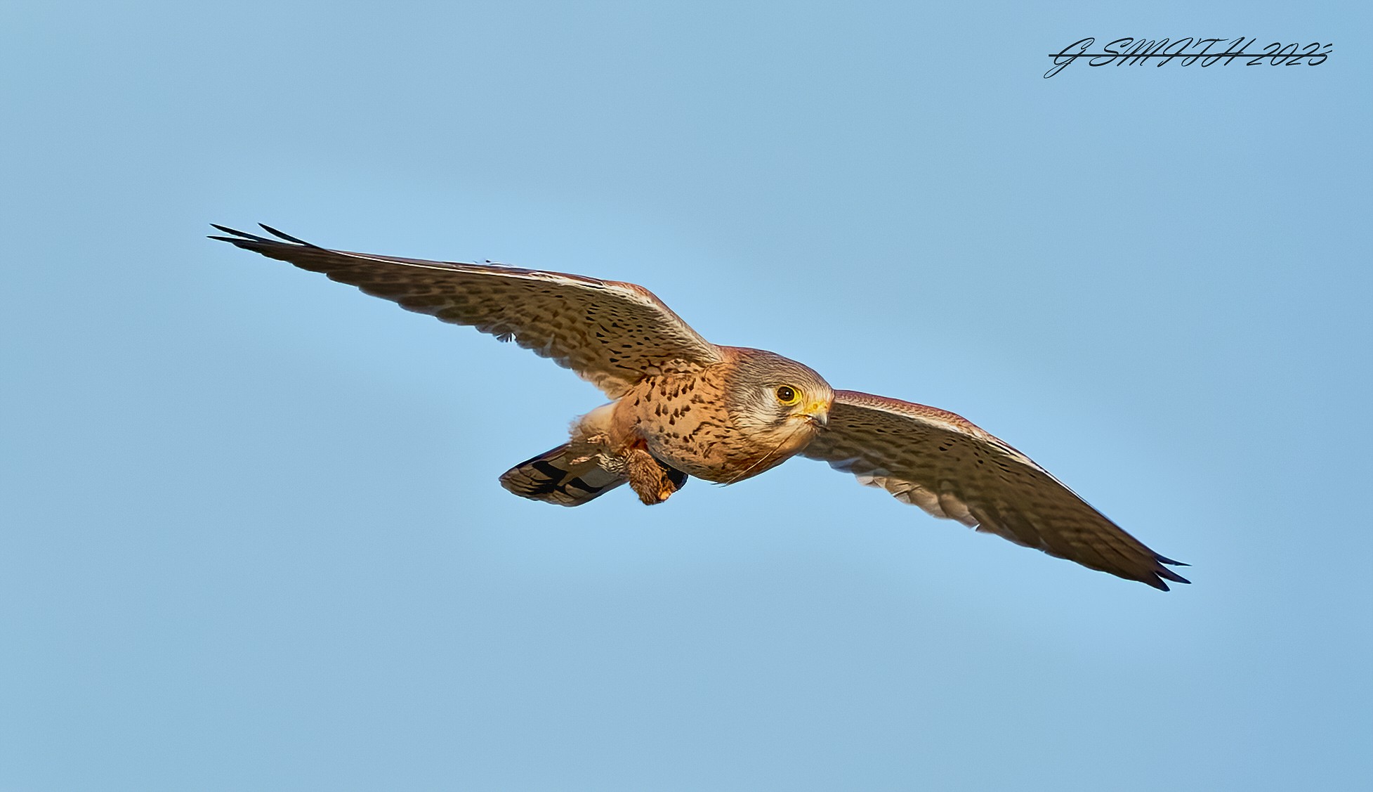 kestrel  2023  (2).jpg