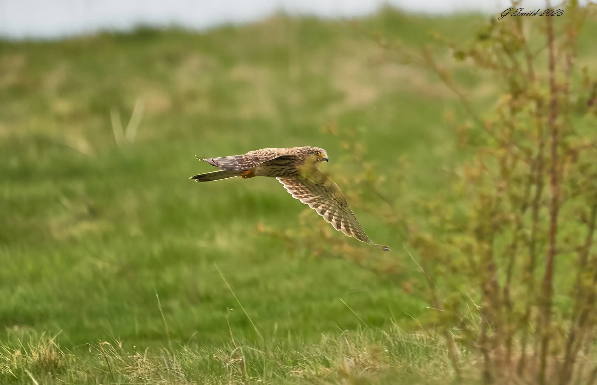kestrel 2023 307.jpg