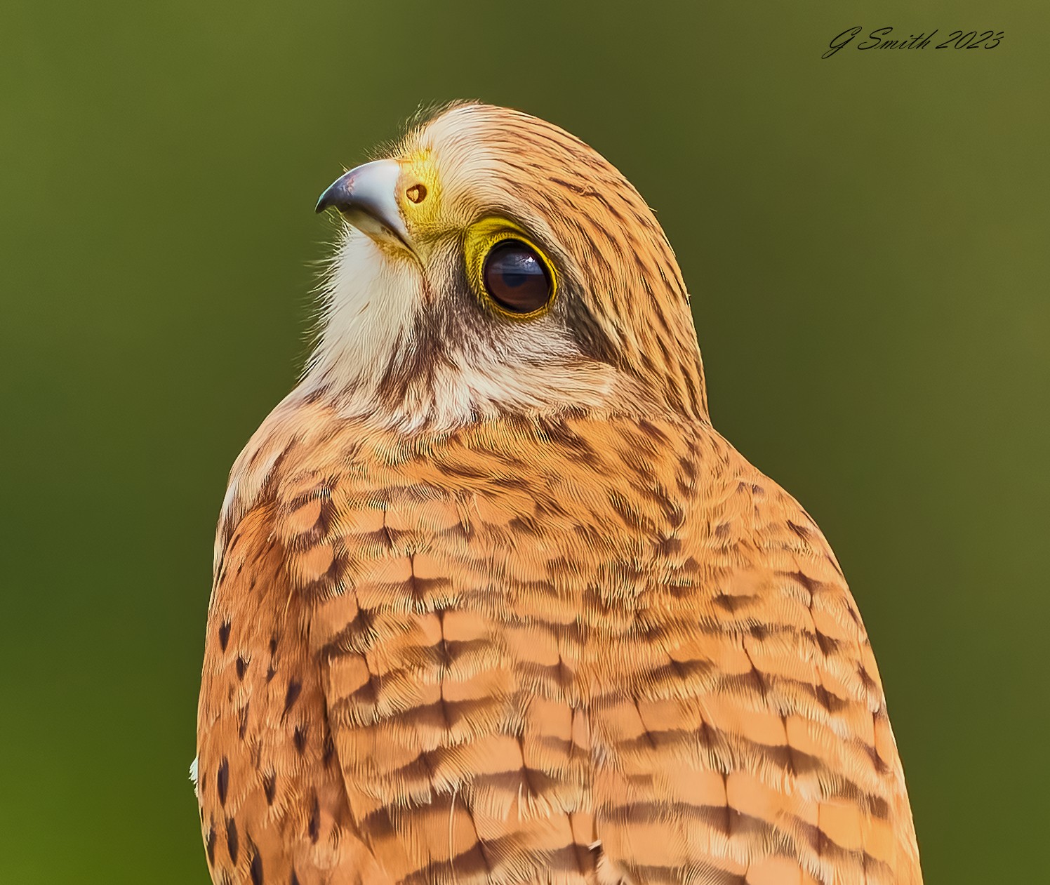 kestrel 2023 478.jpg