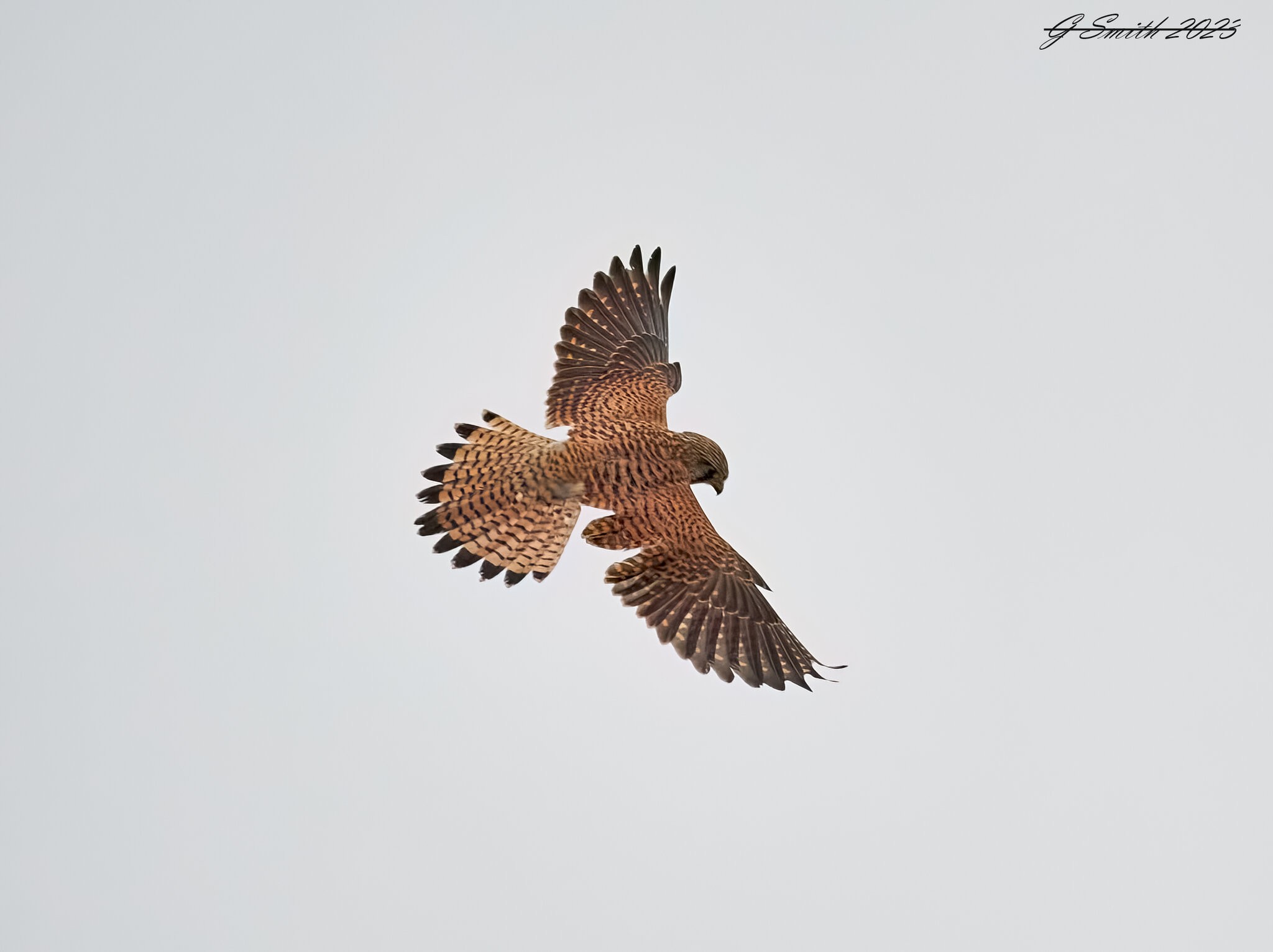 kestrel 2023 49.jpg