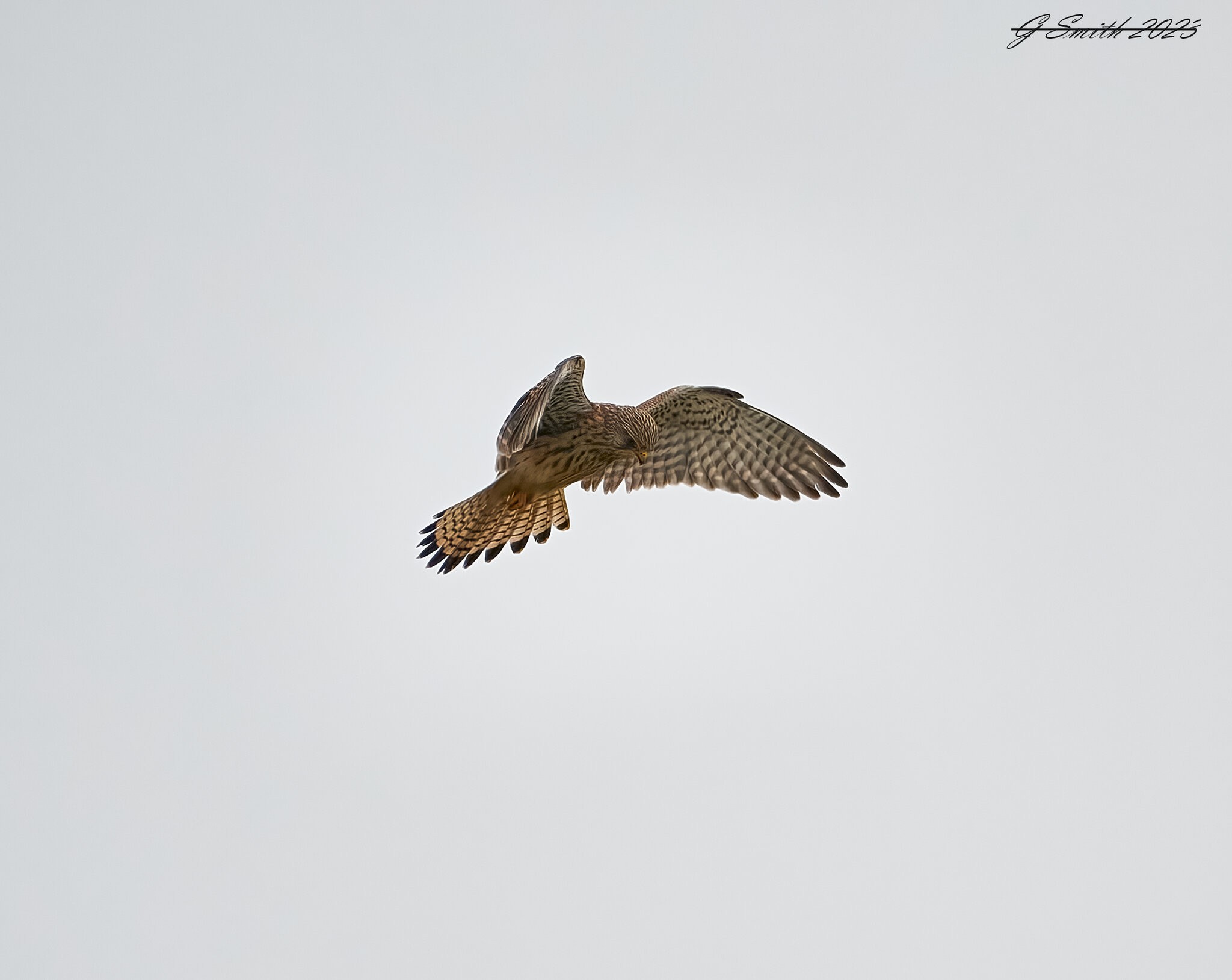 kestrel 2023 51.jpg