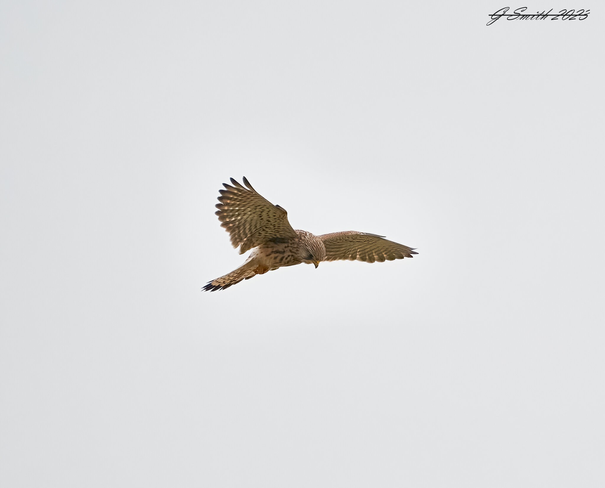kestrel 2023 53.jpg