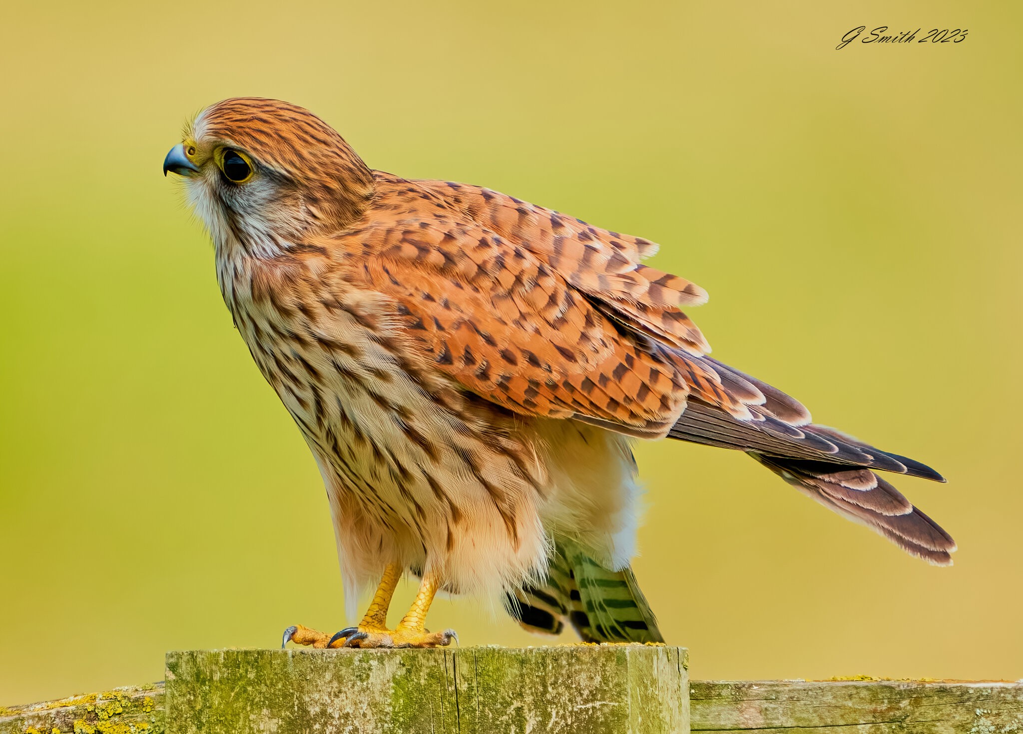 kestrel 2023 531.jpg