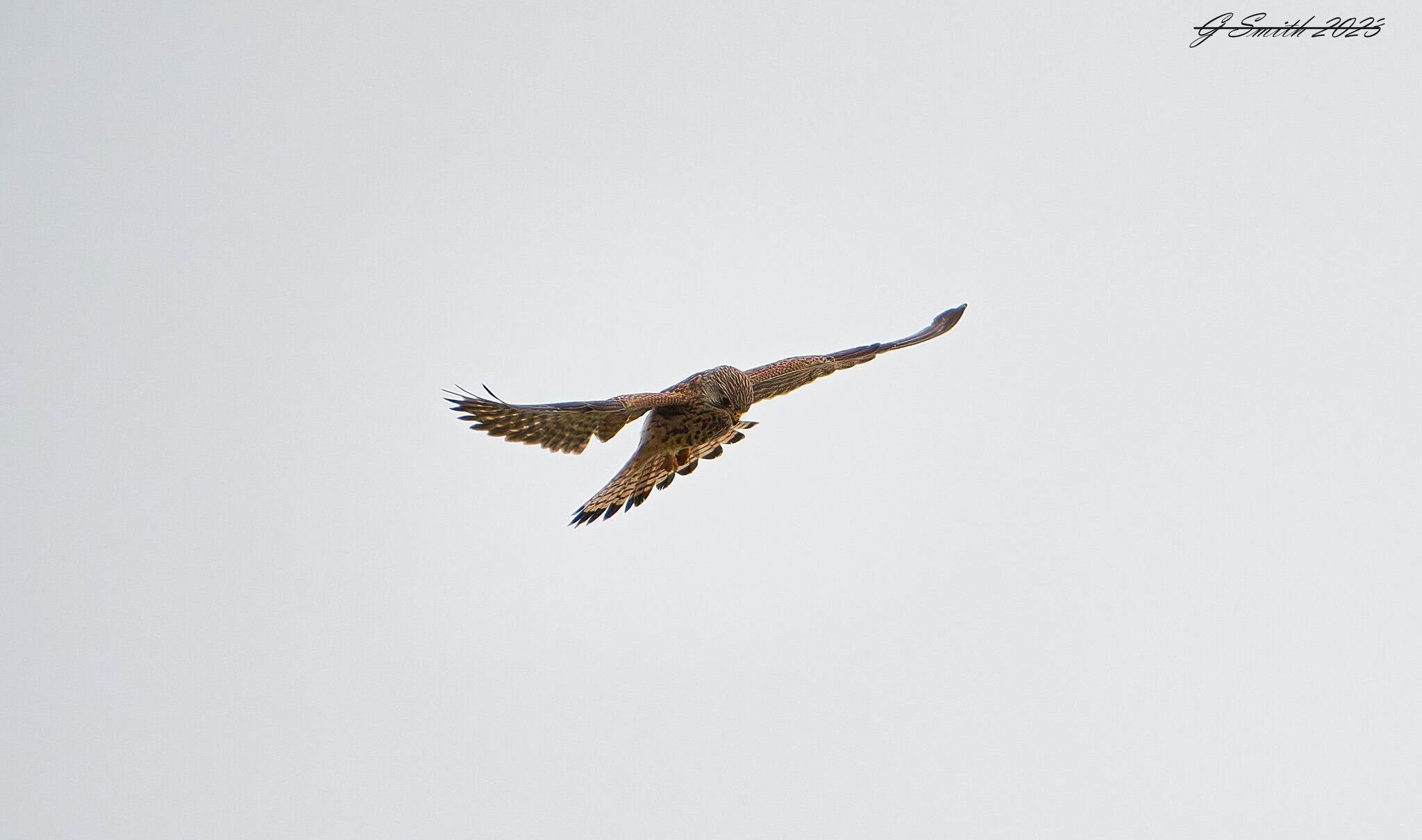 kestrel 2023 54.jpg