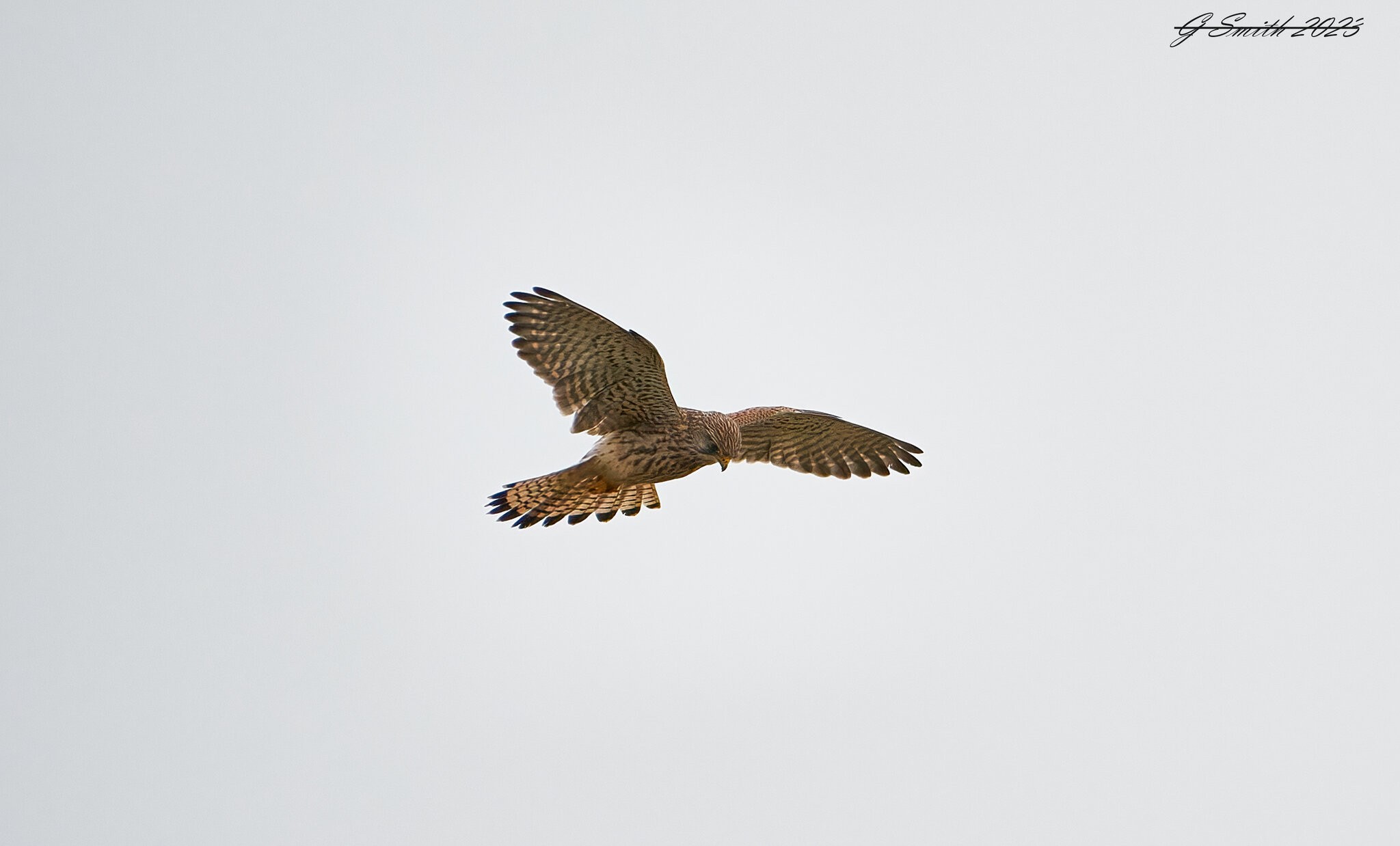 kestrel 2023 55.jpg