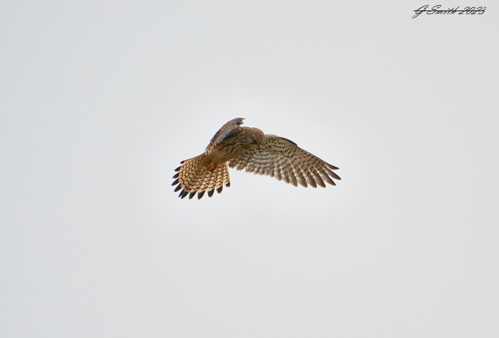 kestrel 2023 56.jpg
