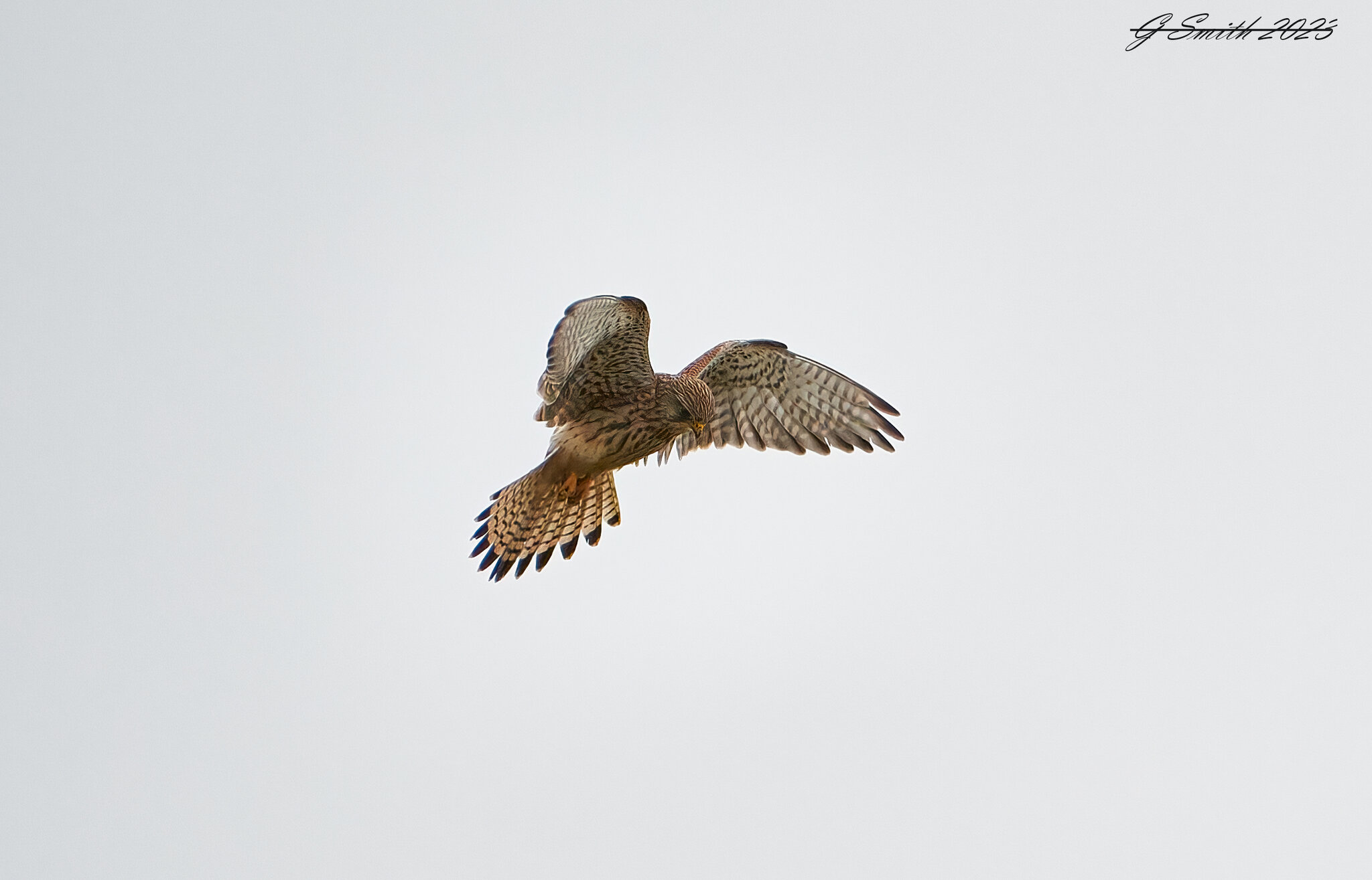 kestrel 2023 57.jpg