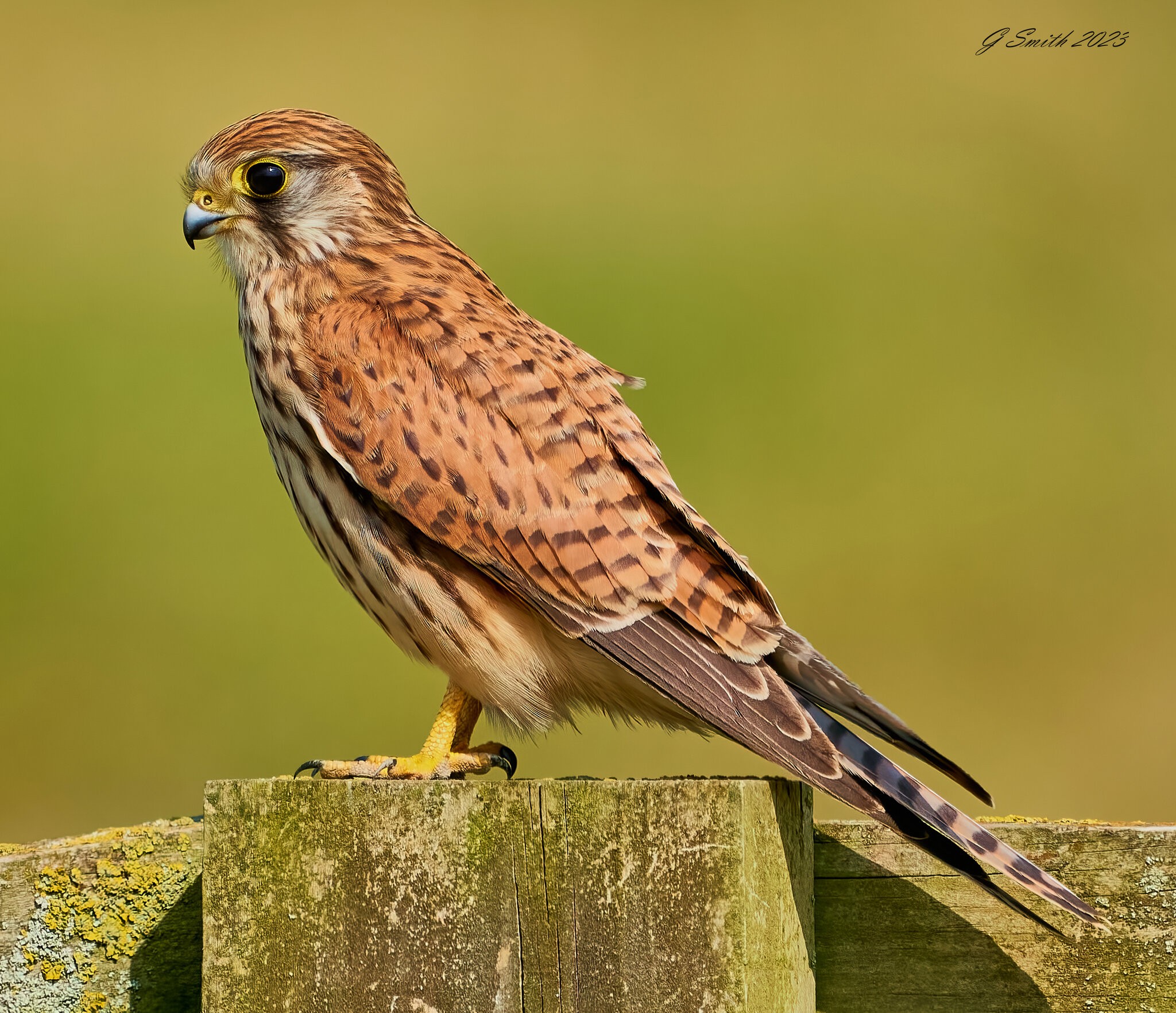 kestrel 2023 585.jpg