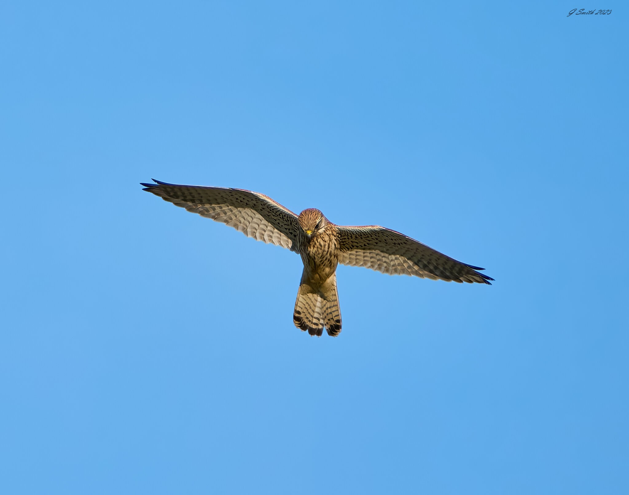 kestrel 2023 654.jpg
