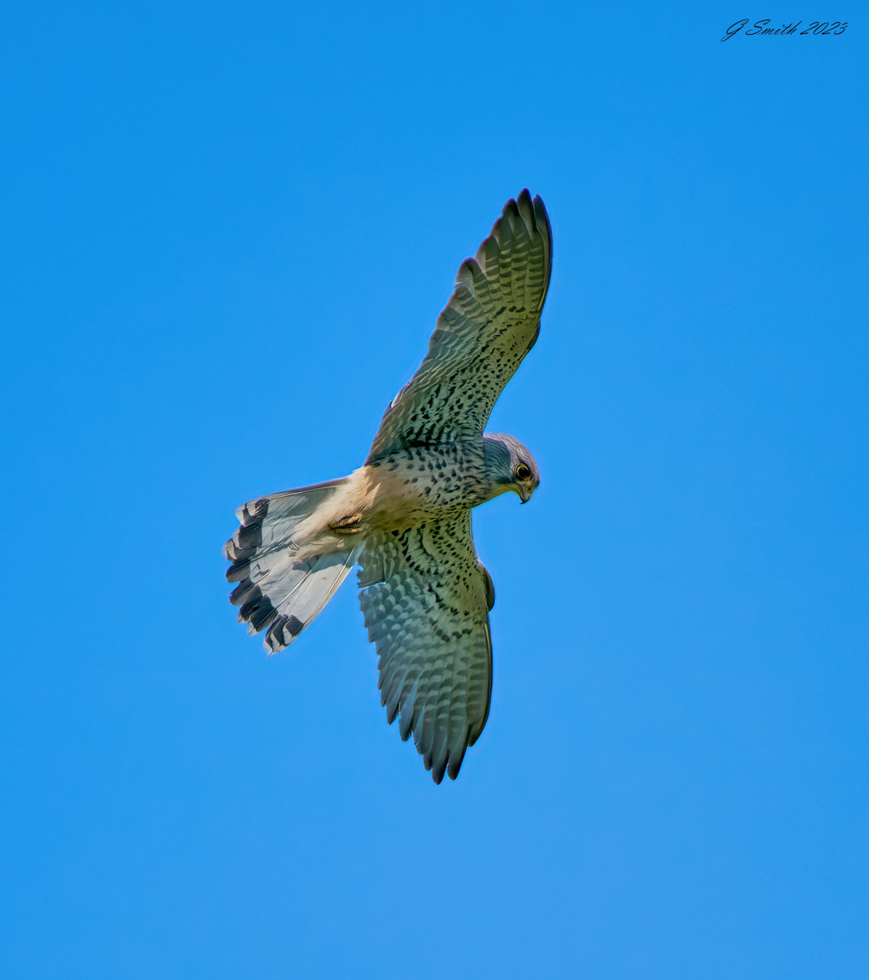 kestrel 2023 661.jpg