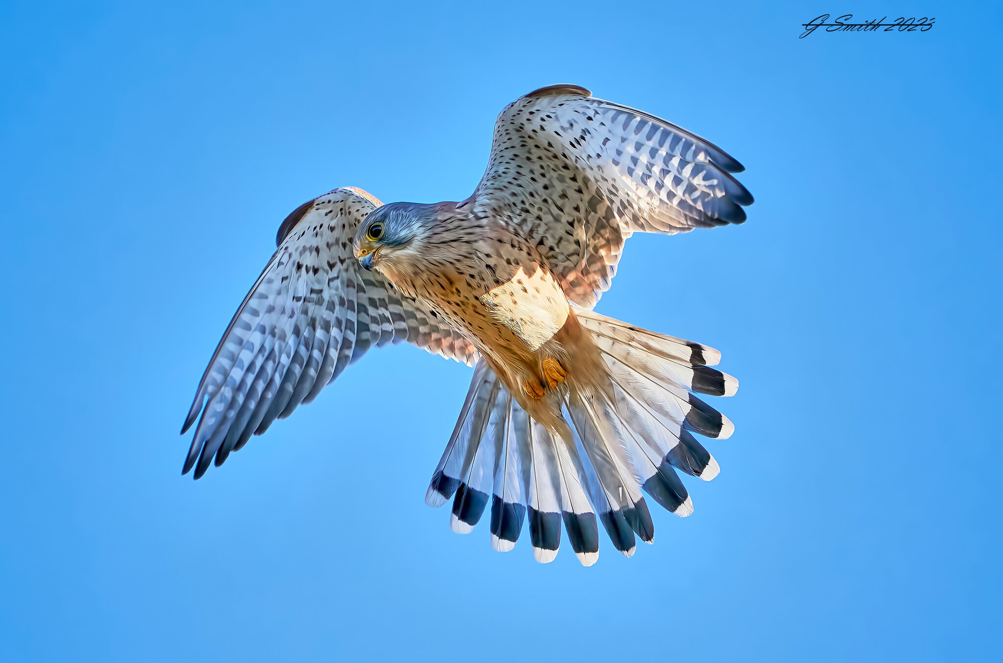kestrel  2023.jpg