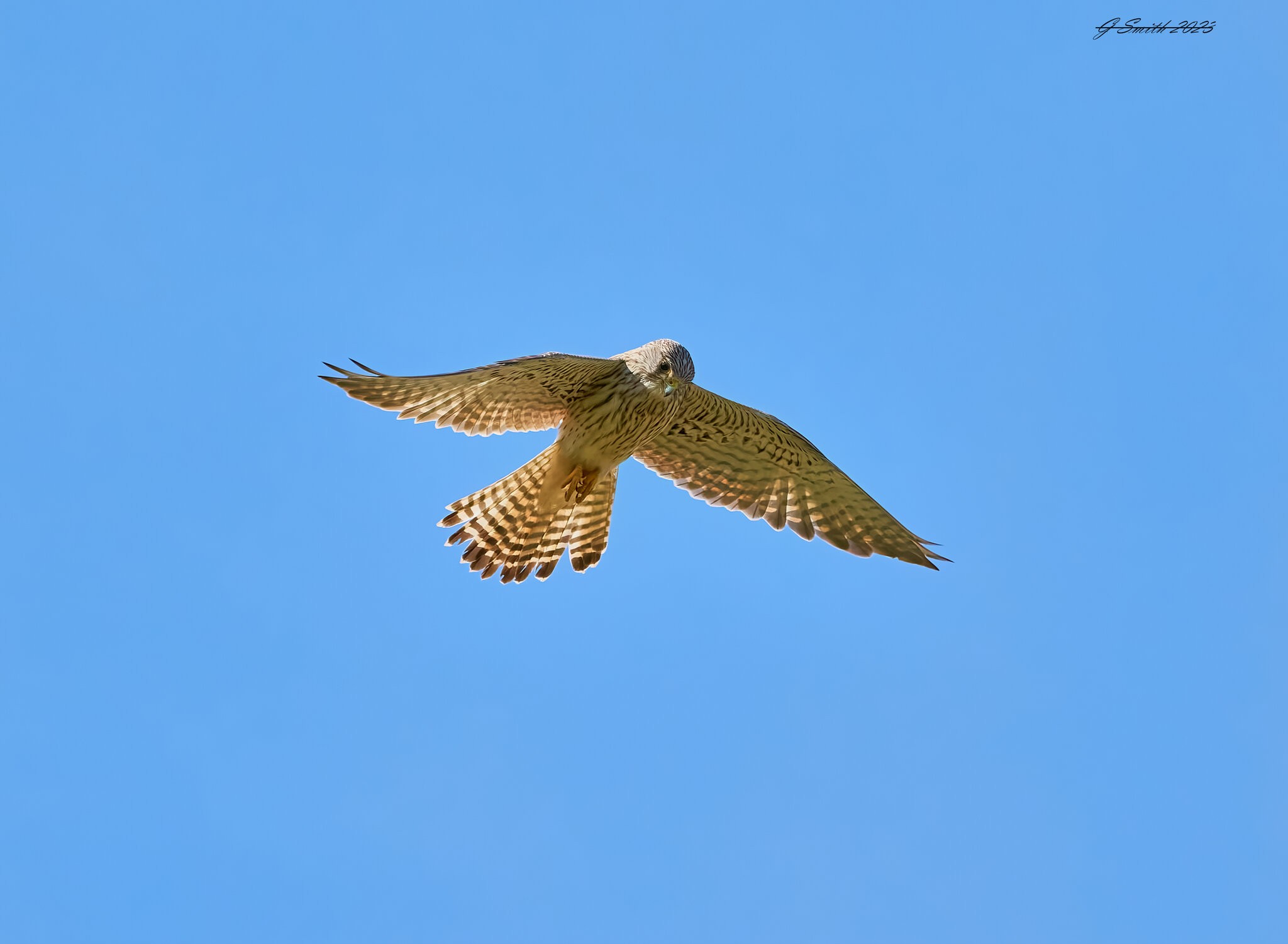 kestrel 2023.jpg