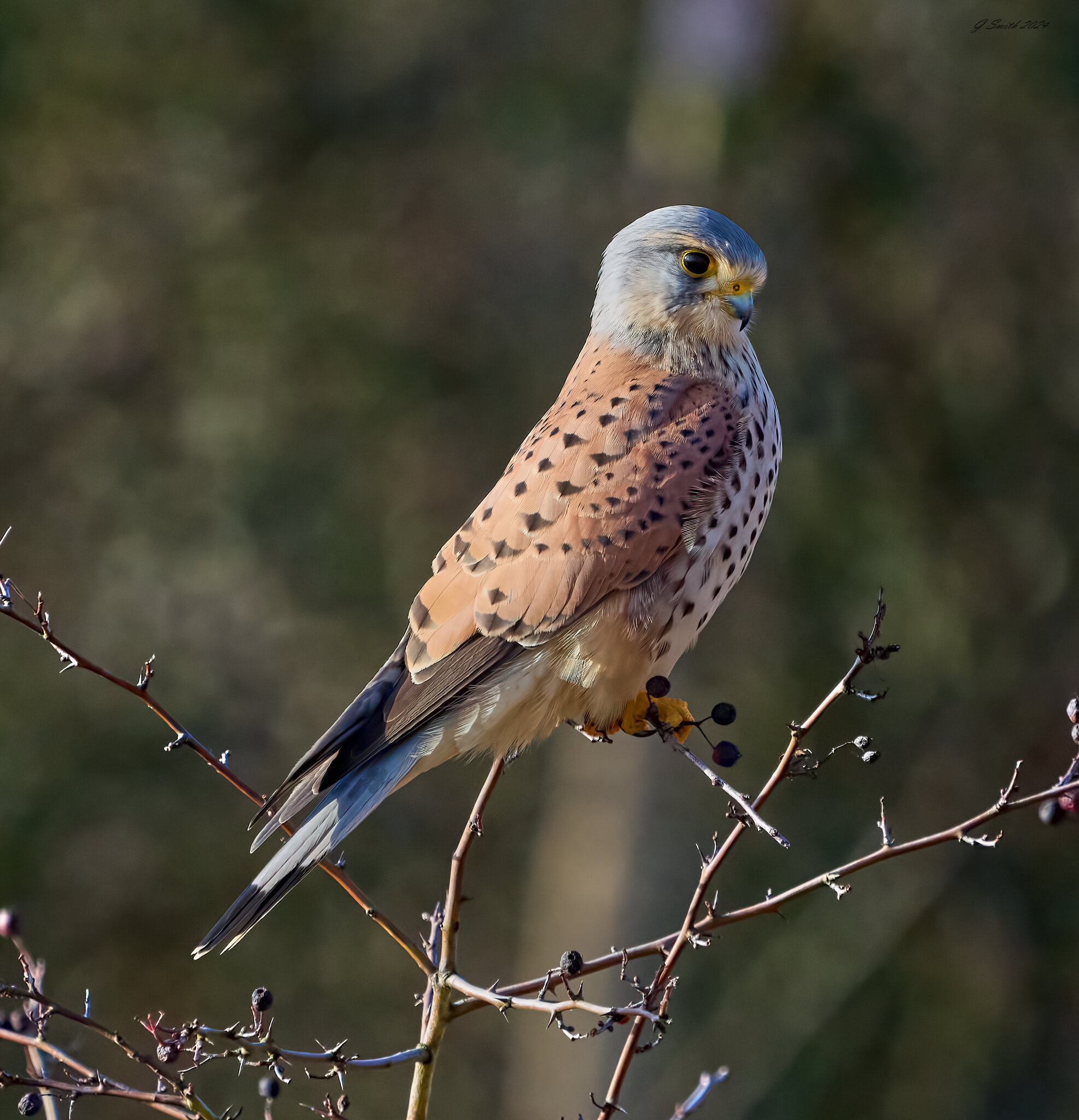 kestrel 2024 64.jpg