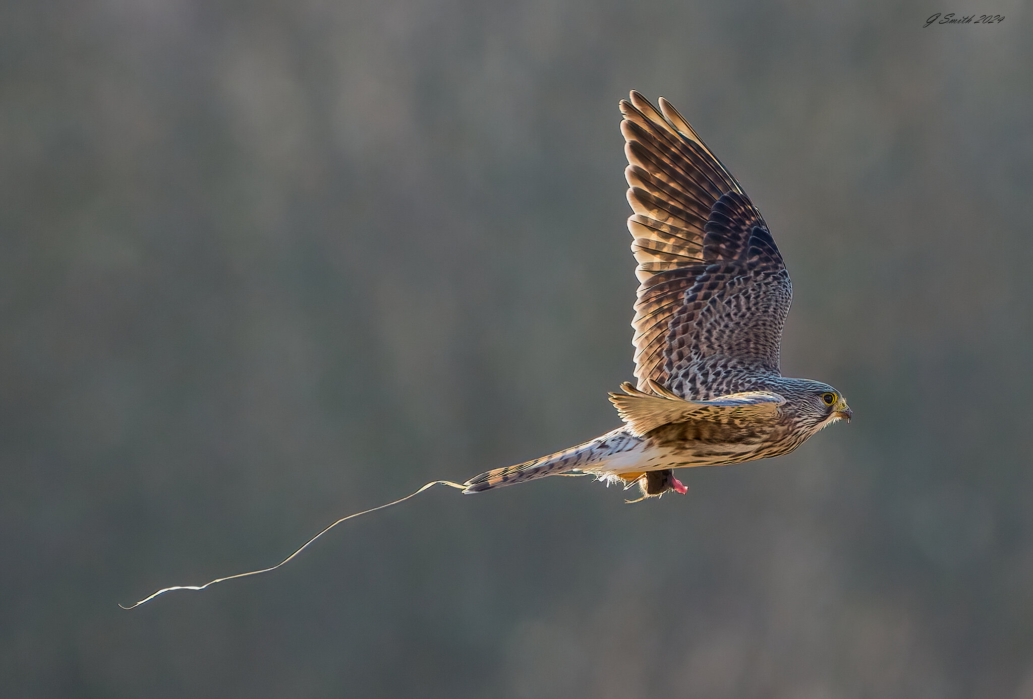 kestrel 2024 68.jpg