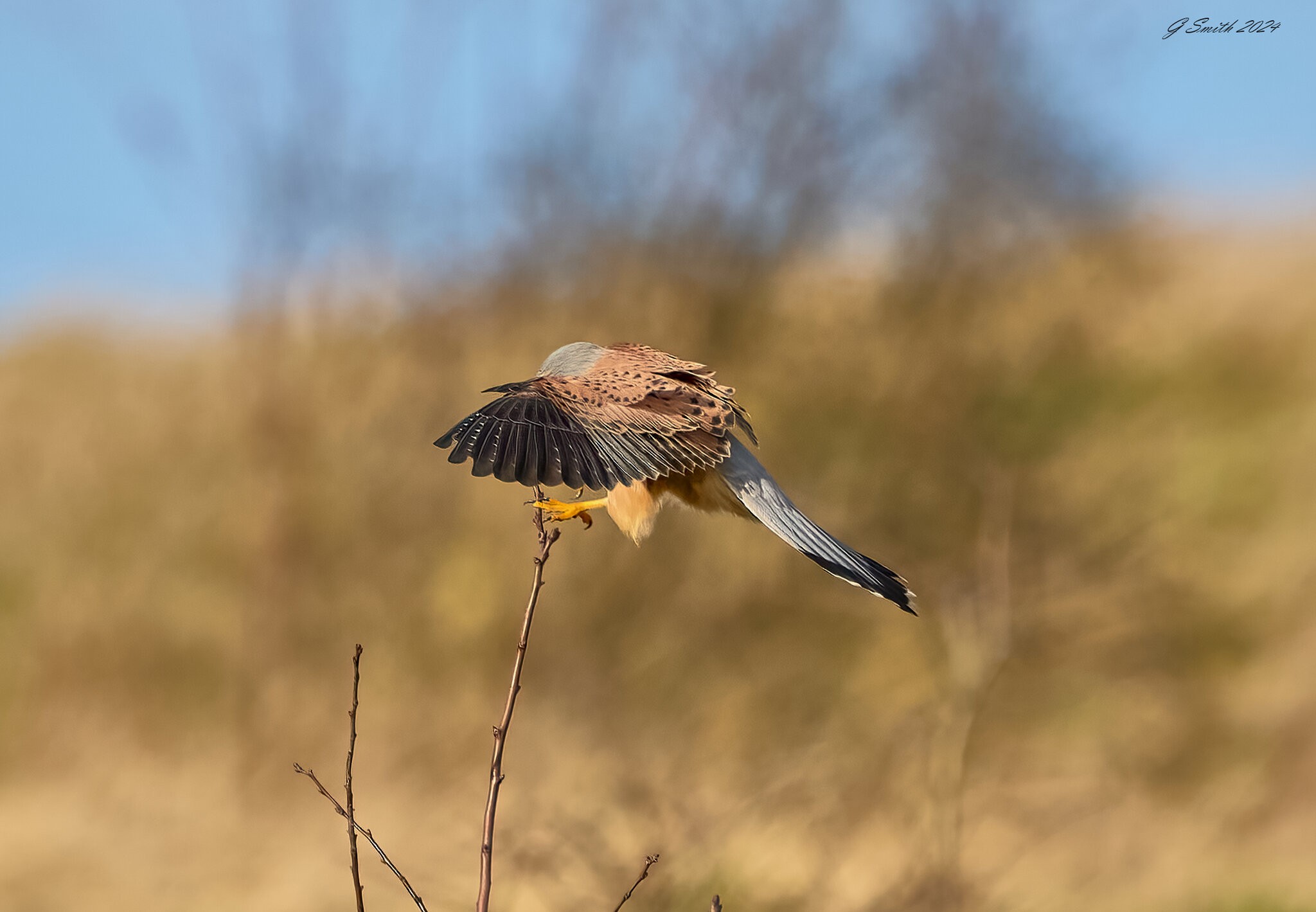 kestrel 2024 72.jpg
