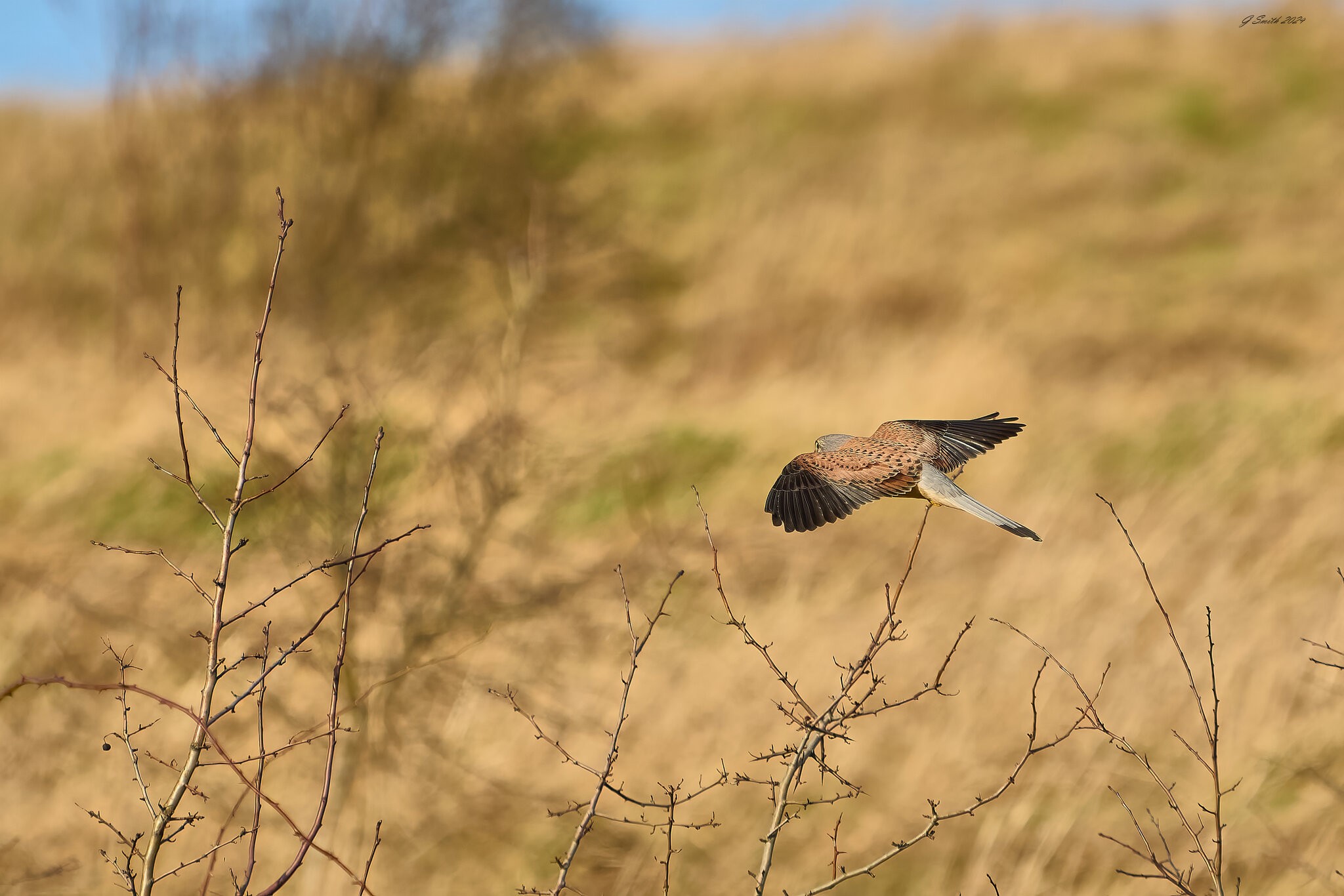 kestrel 2024 74.jpg