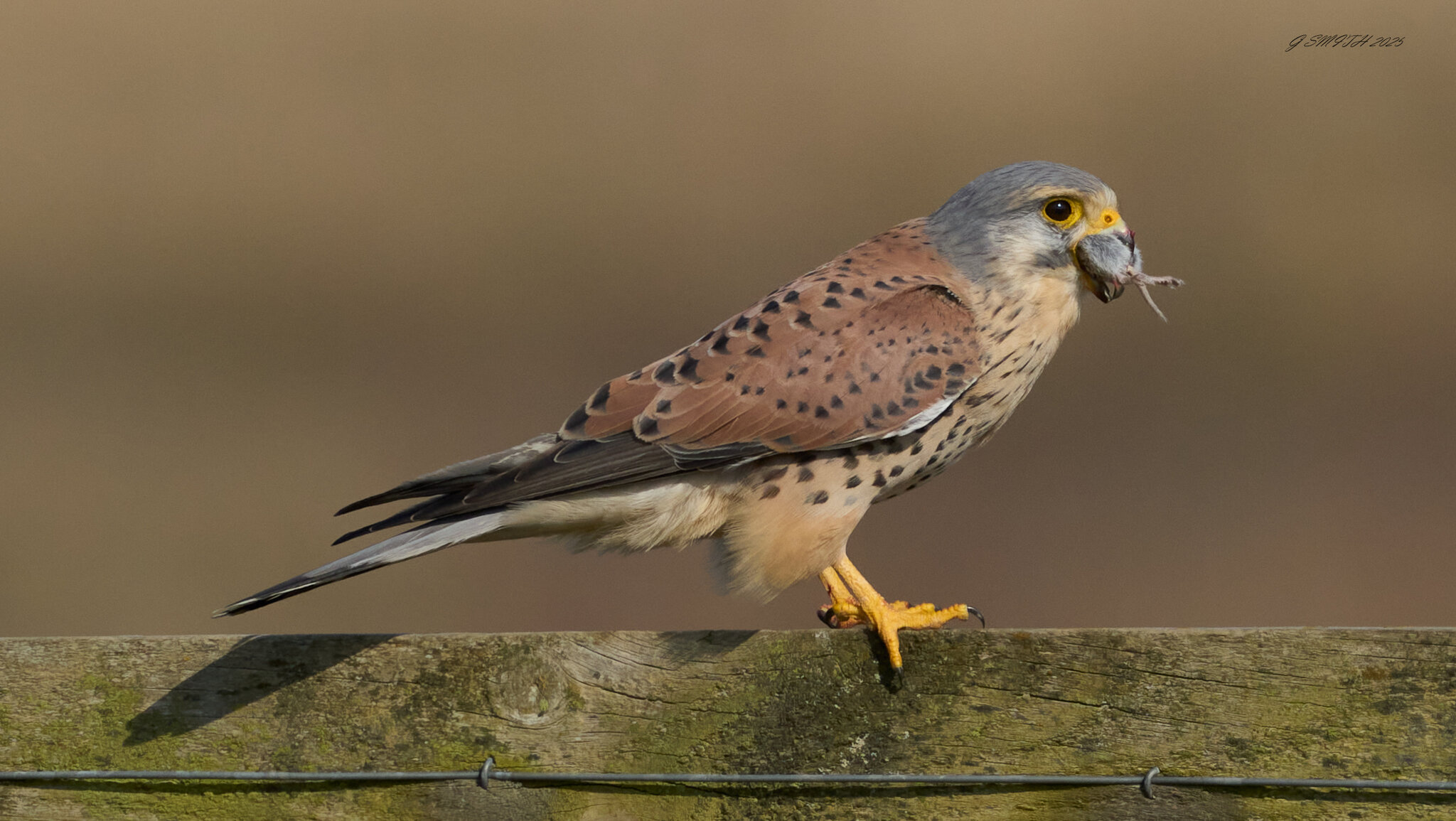 kestrel 2025 179.jpg