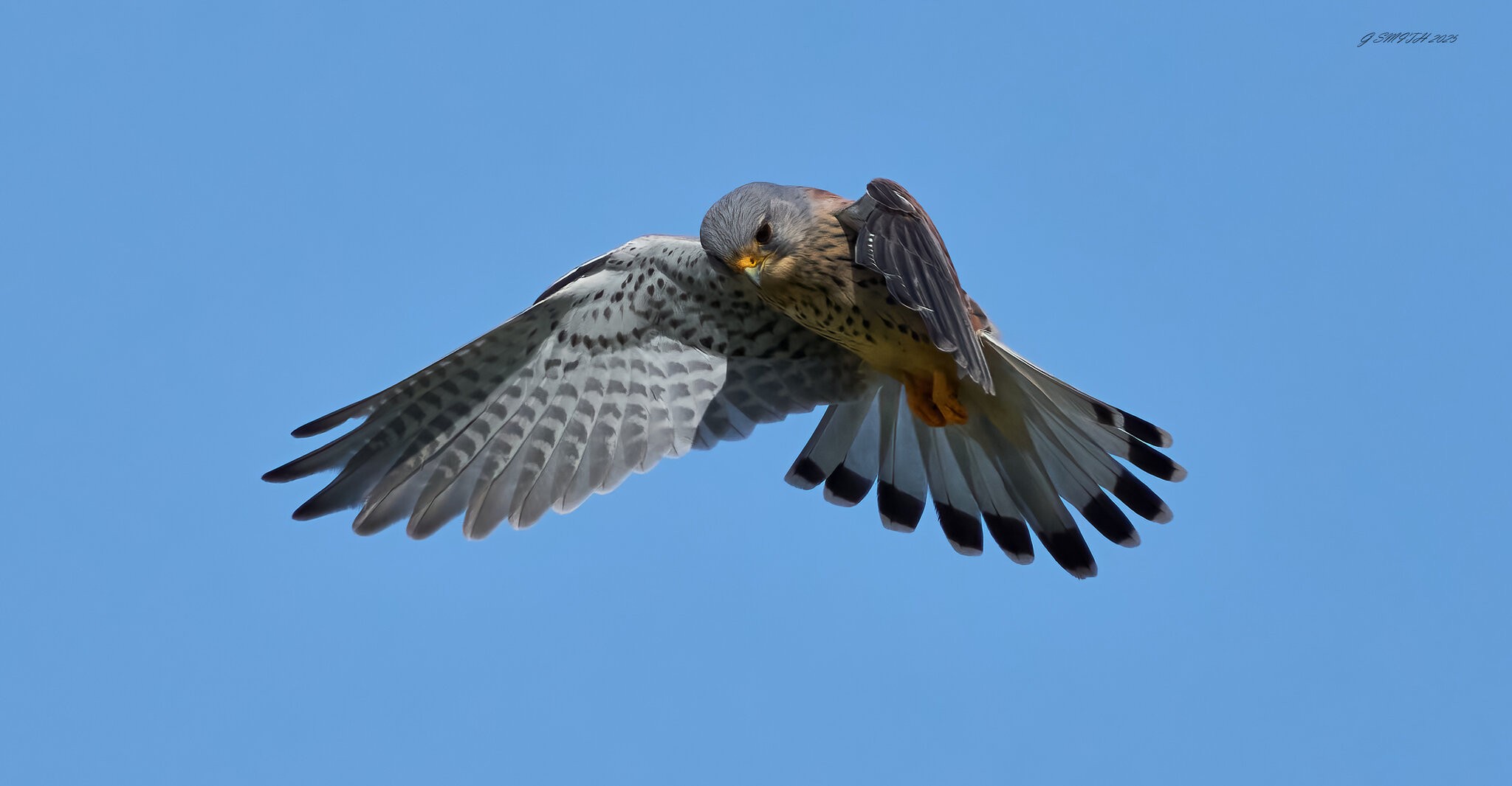 kestrel 2025 189.jpg
