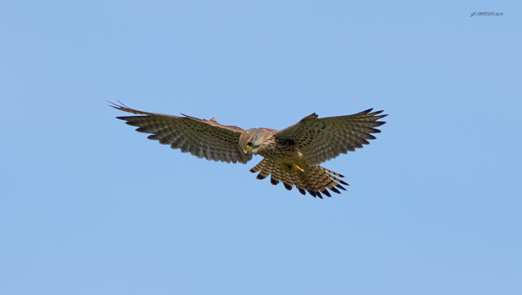 kestrel 2025 239.jpg