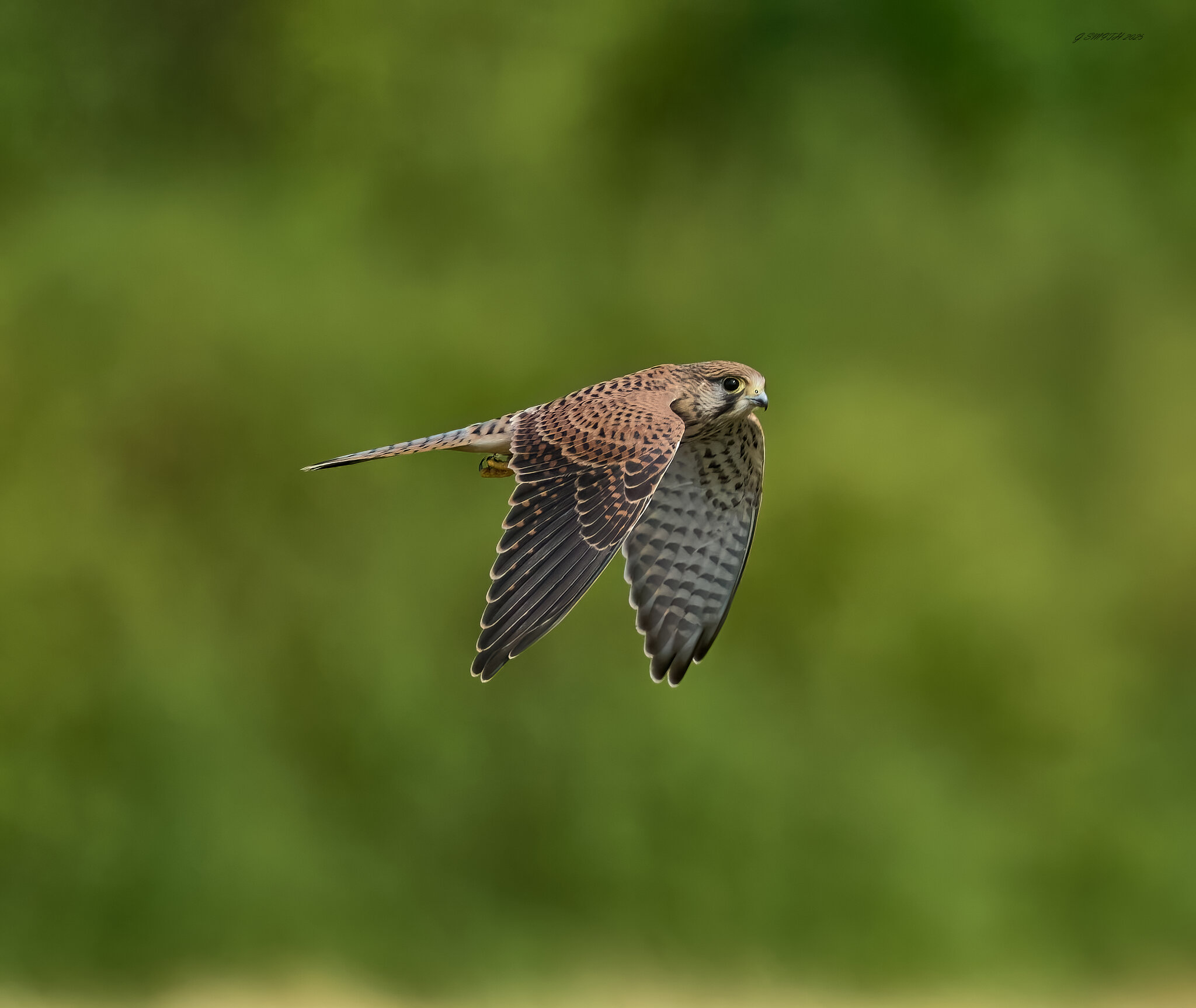 kestrel 2025 265.jpg
