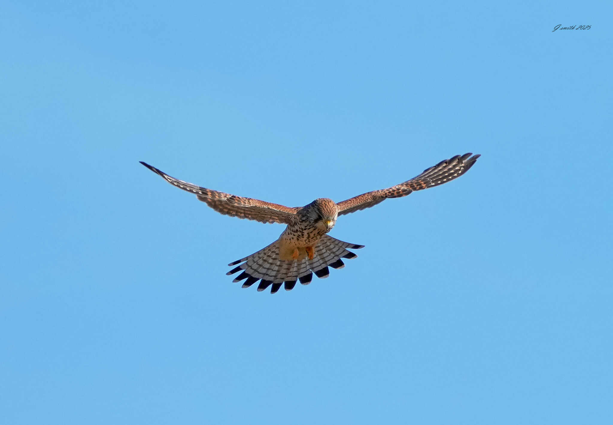 kestrel 2025 282.jpg