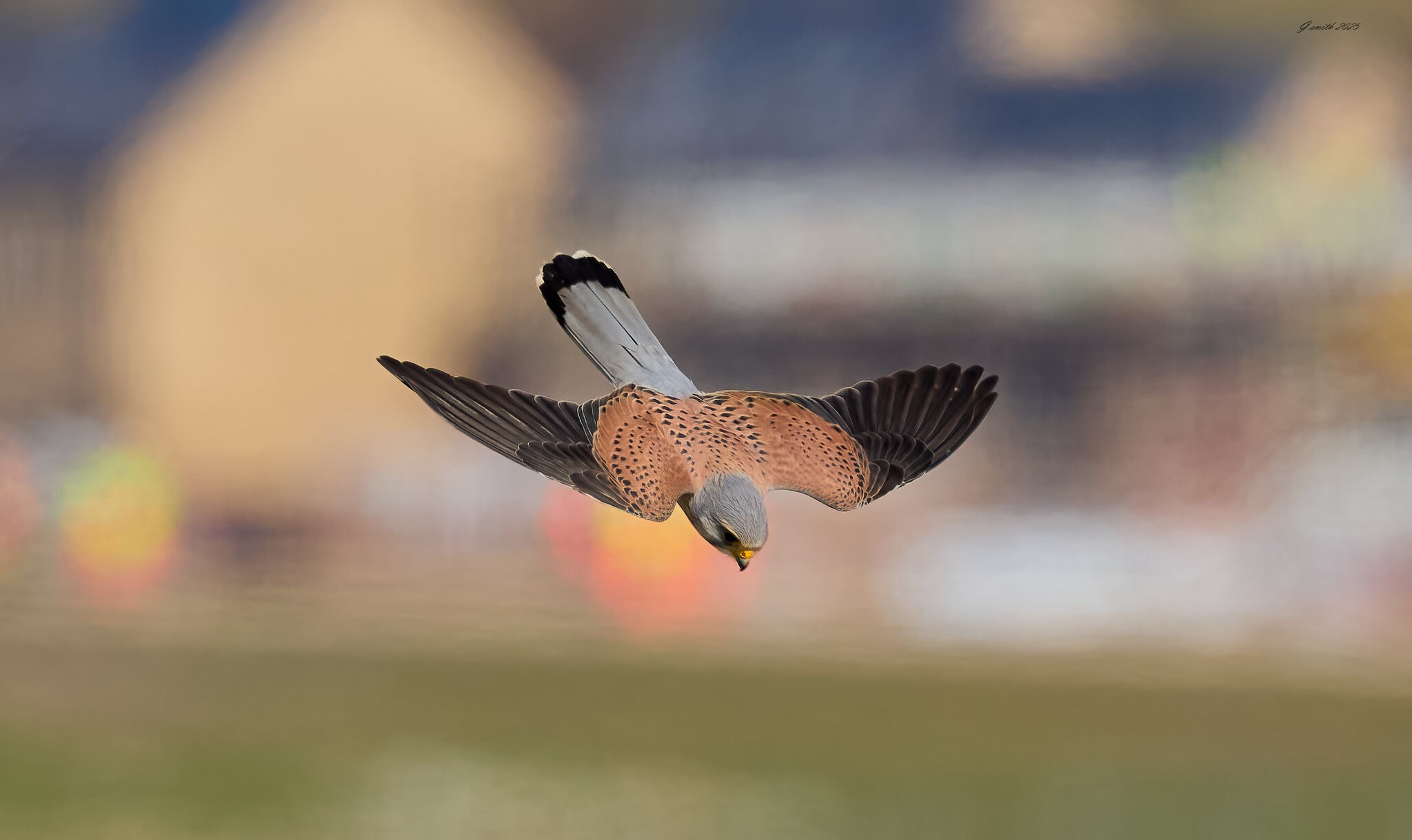 kestrel 2025 309.jpg