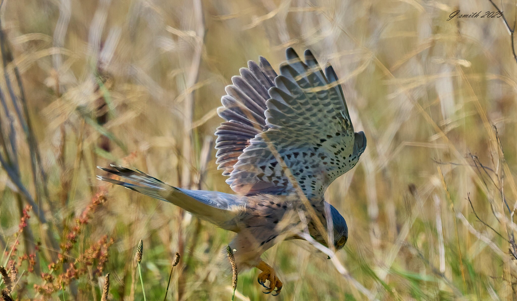 kestrel 2025 312.jpg