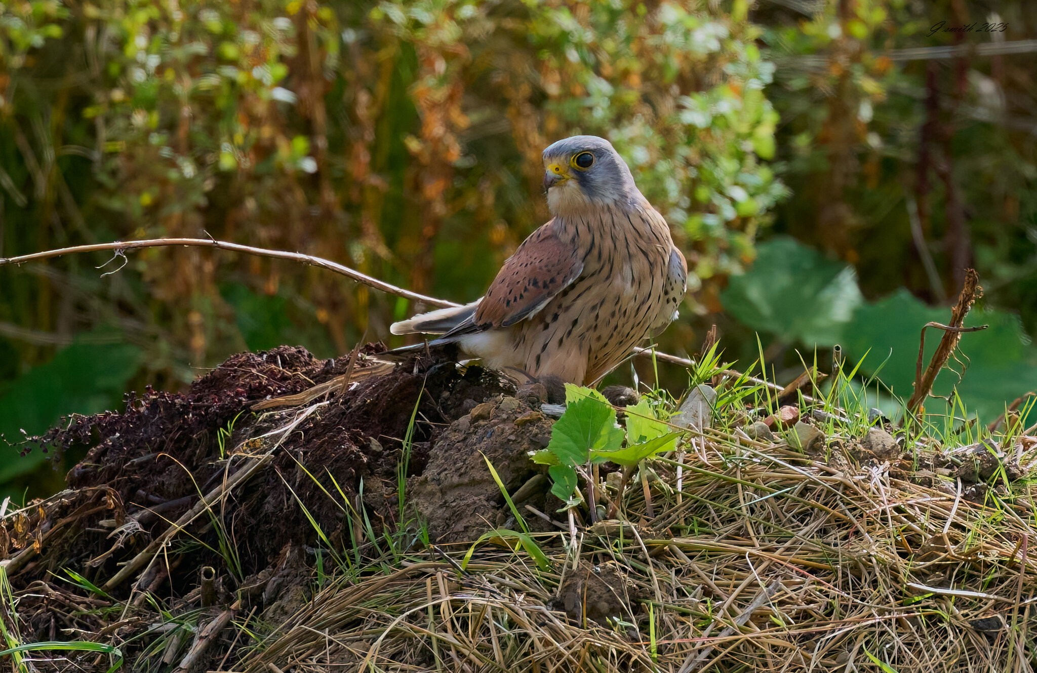 kestrel 2025 317.jpg