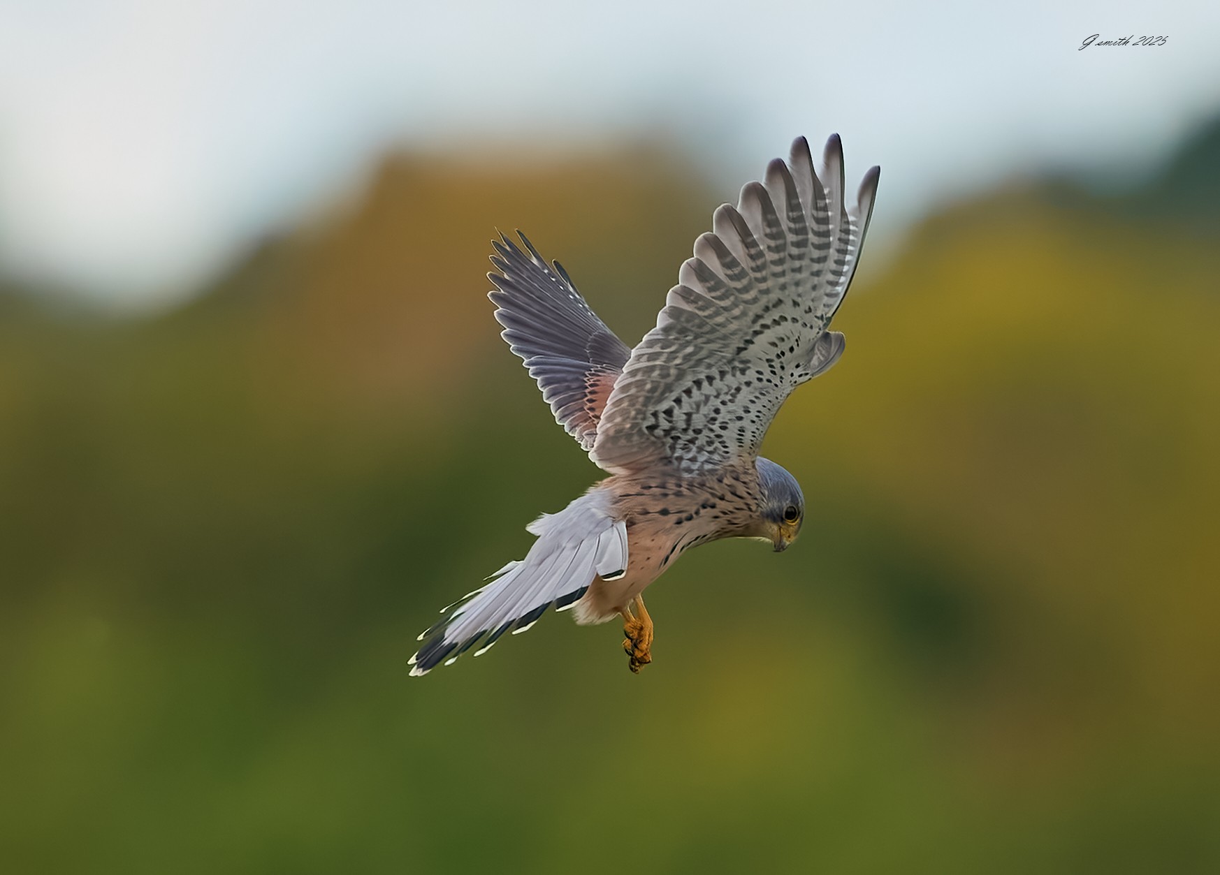 kestrel 2025 386.jpg