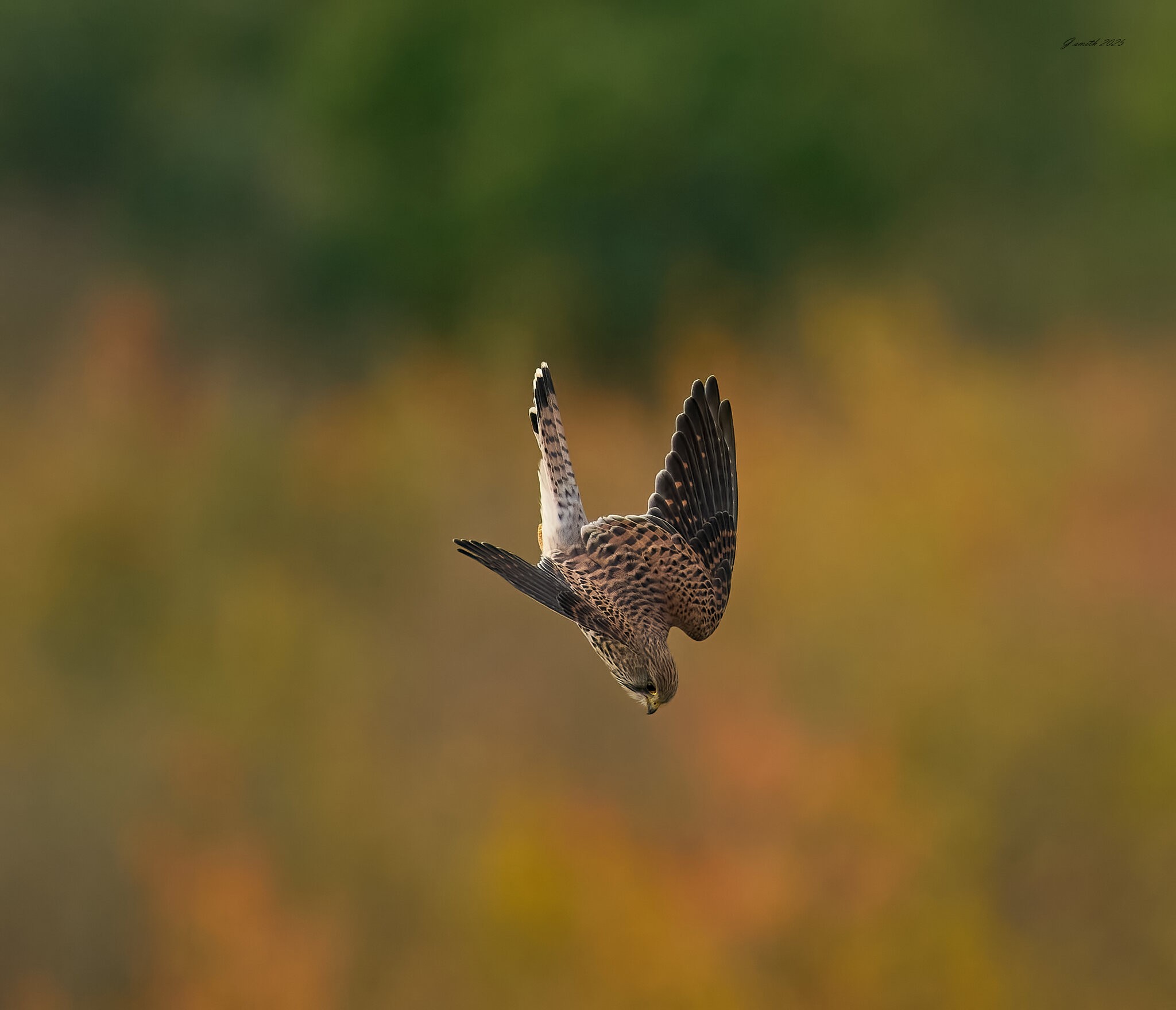 kestrel 2025 391.jpg