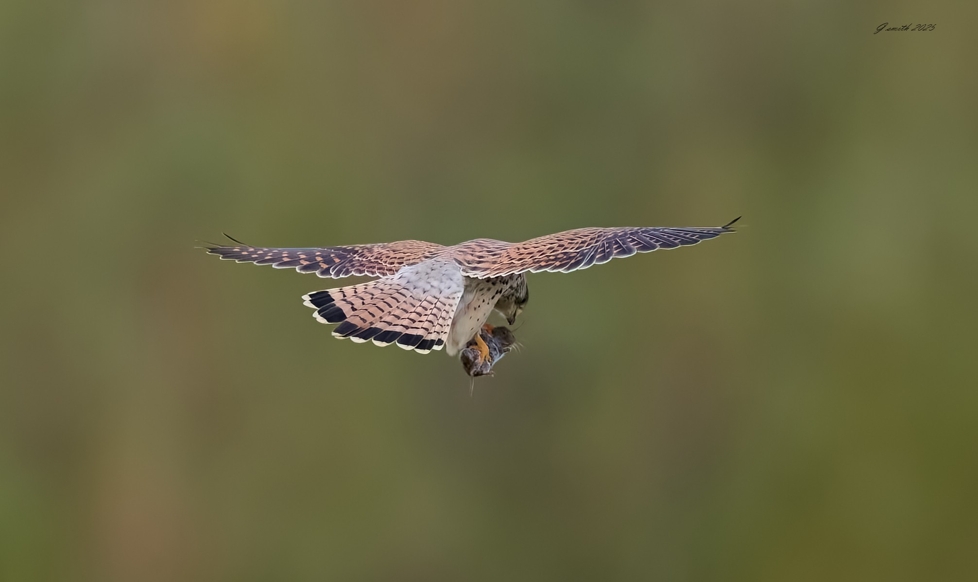 kestrel 2025 395.jpg