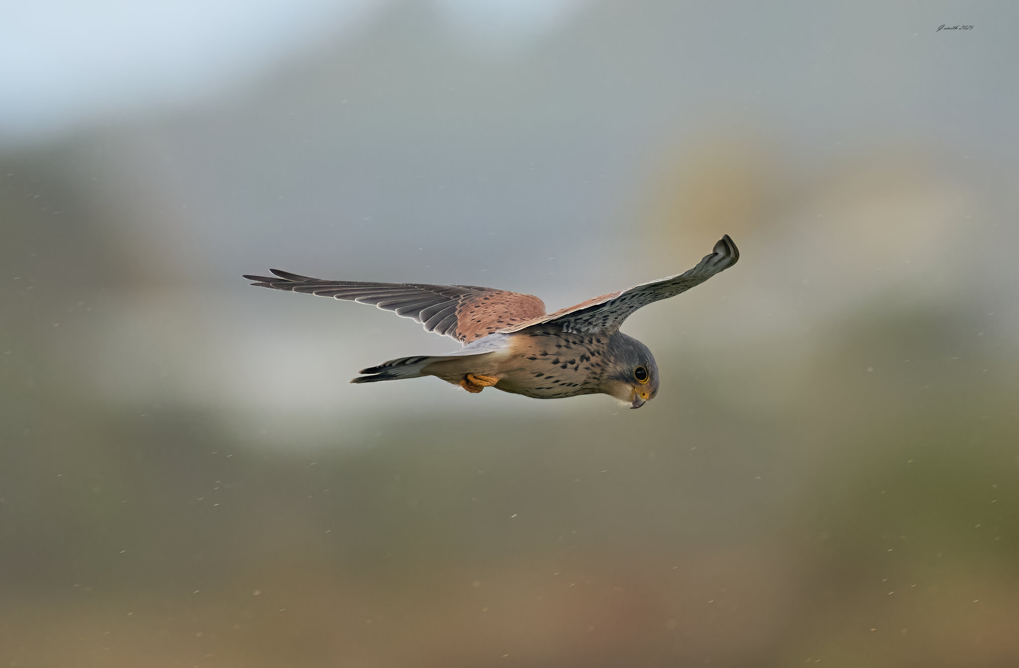 kestrel 2025 400.jpg