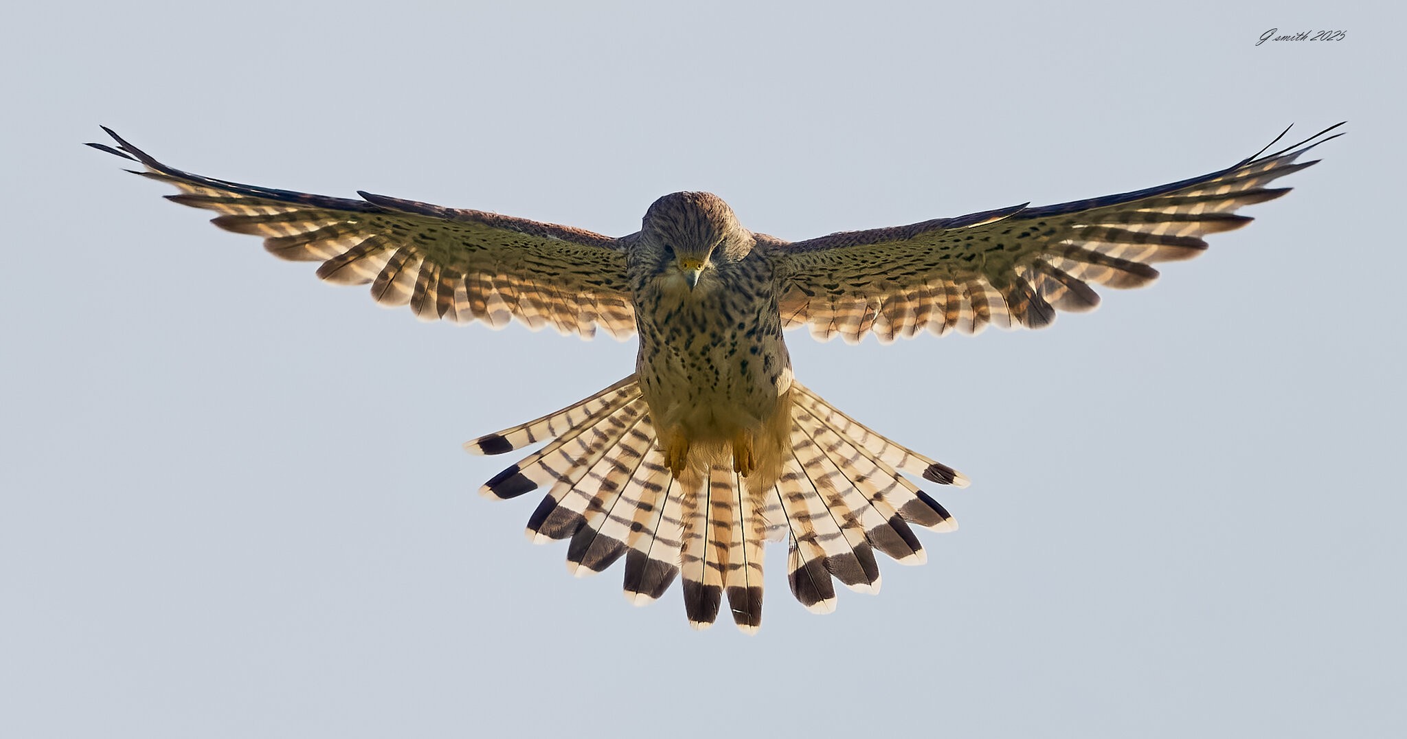 kestrel 2025 463.jpg