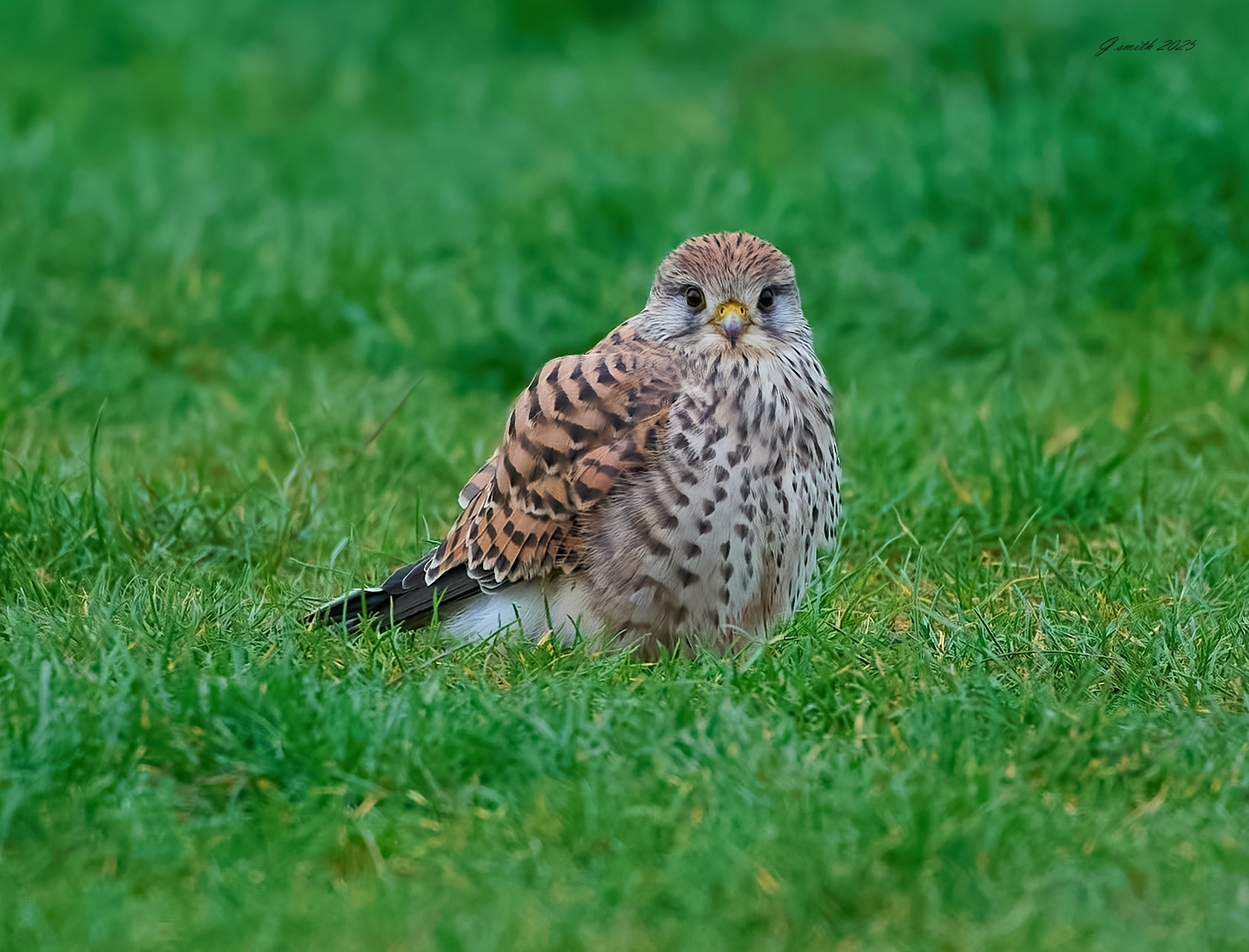 kestrel 2025 477.jpg