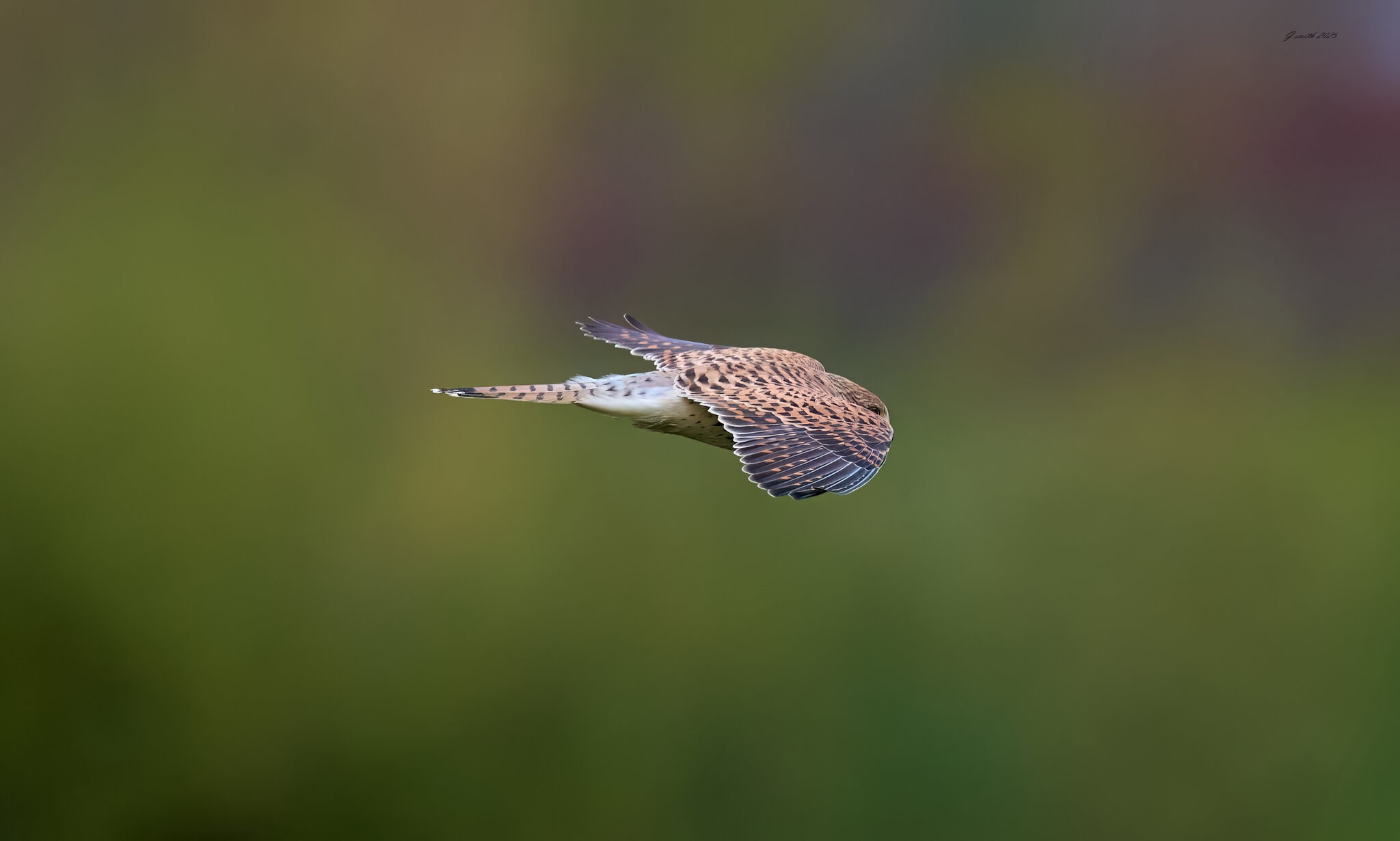 kestrel 2025 479.jpg