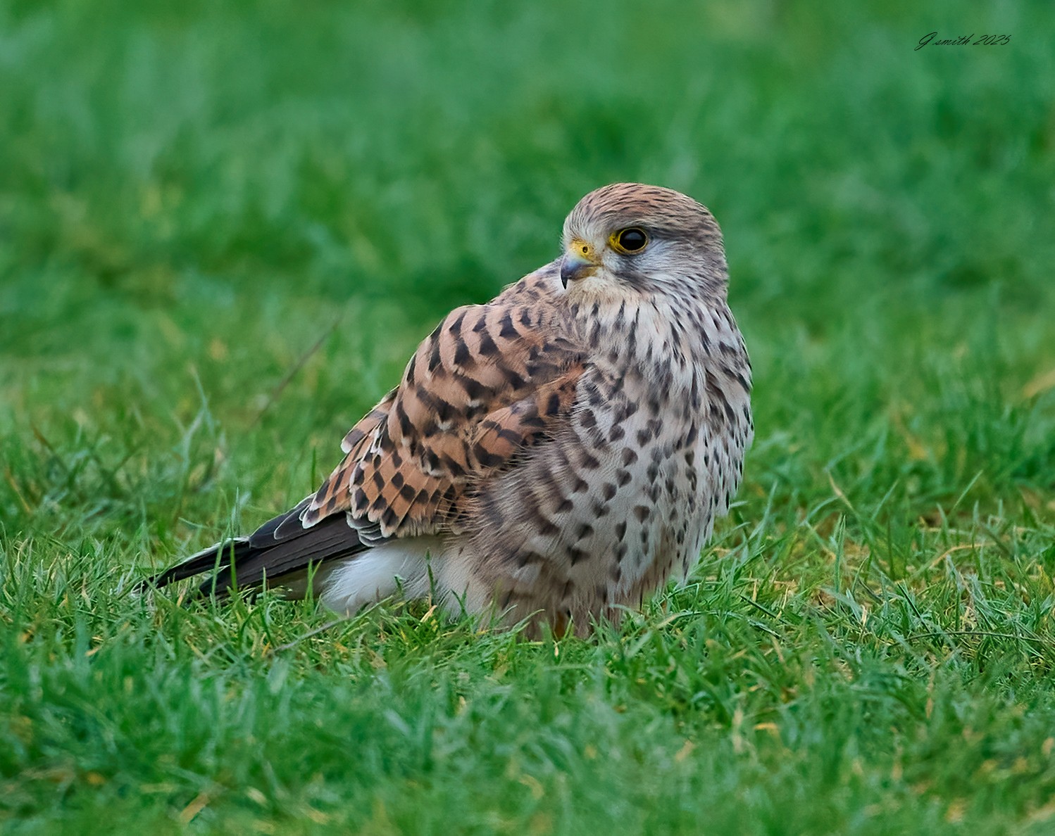 kestrel 2025 480.jpg