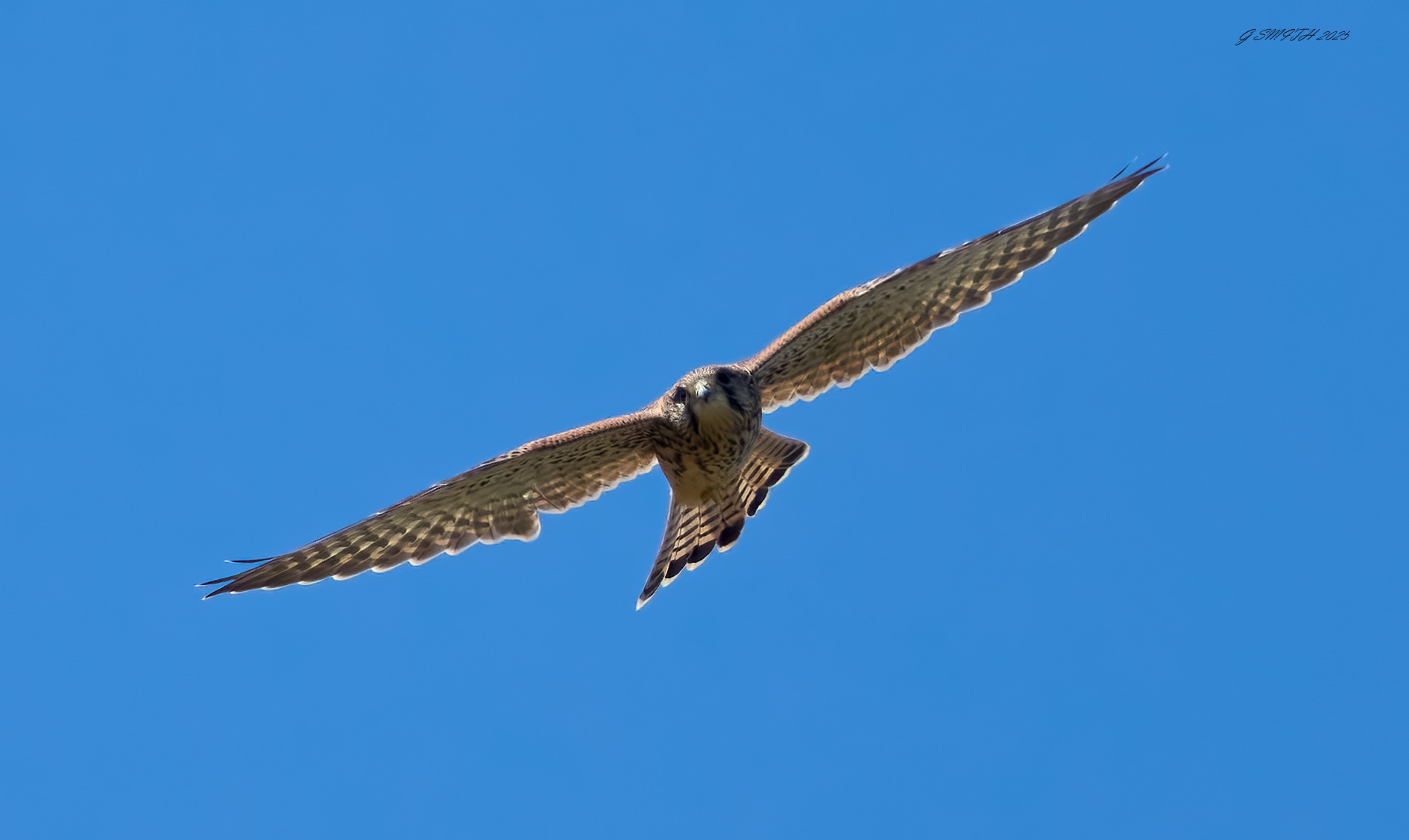 kestrel 2025.jpg