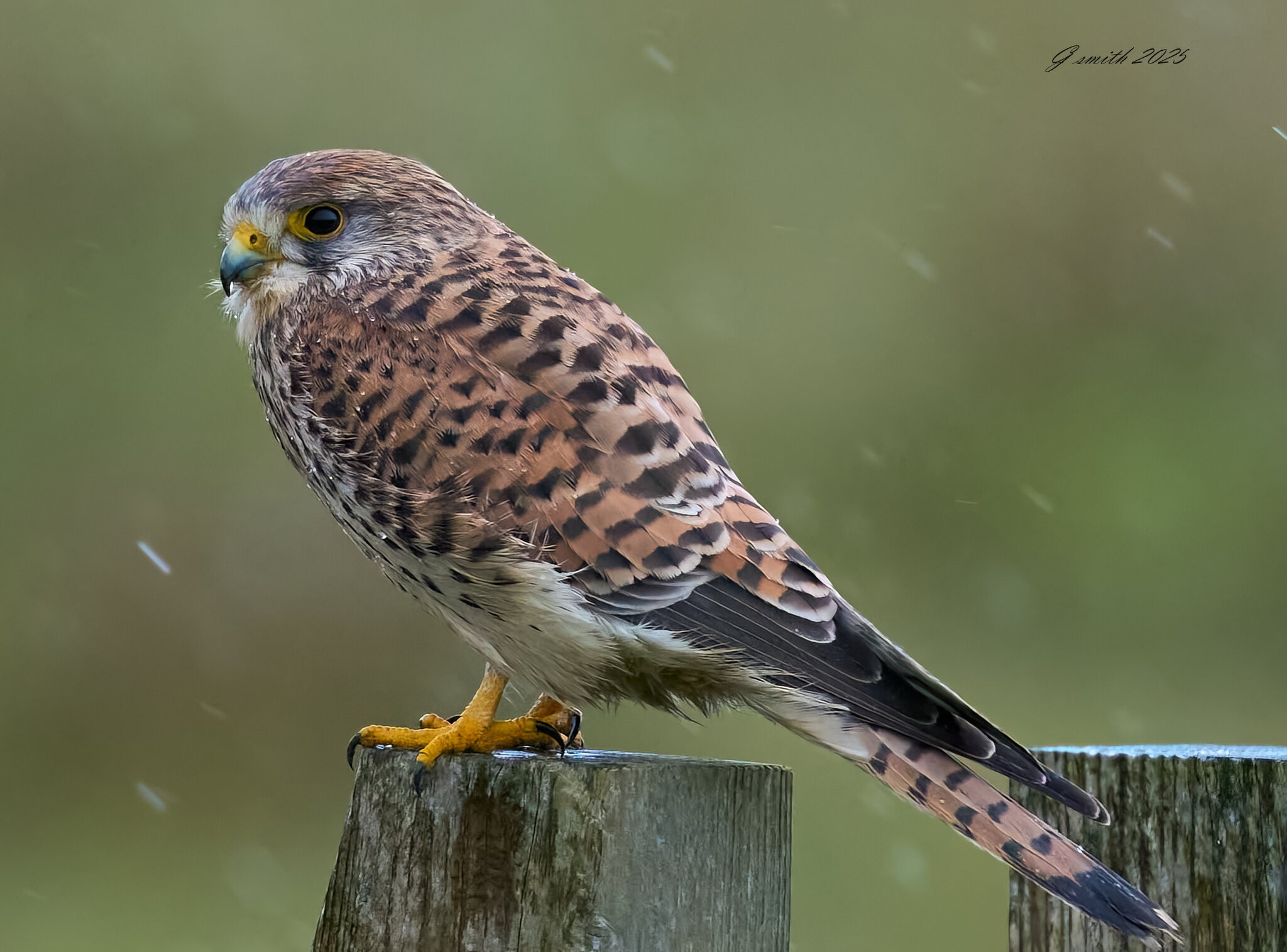 kestrel 2025_672.jpg