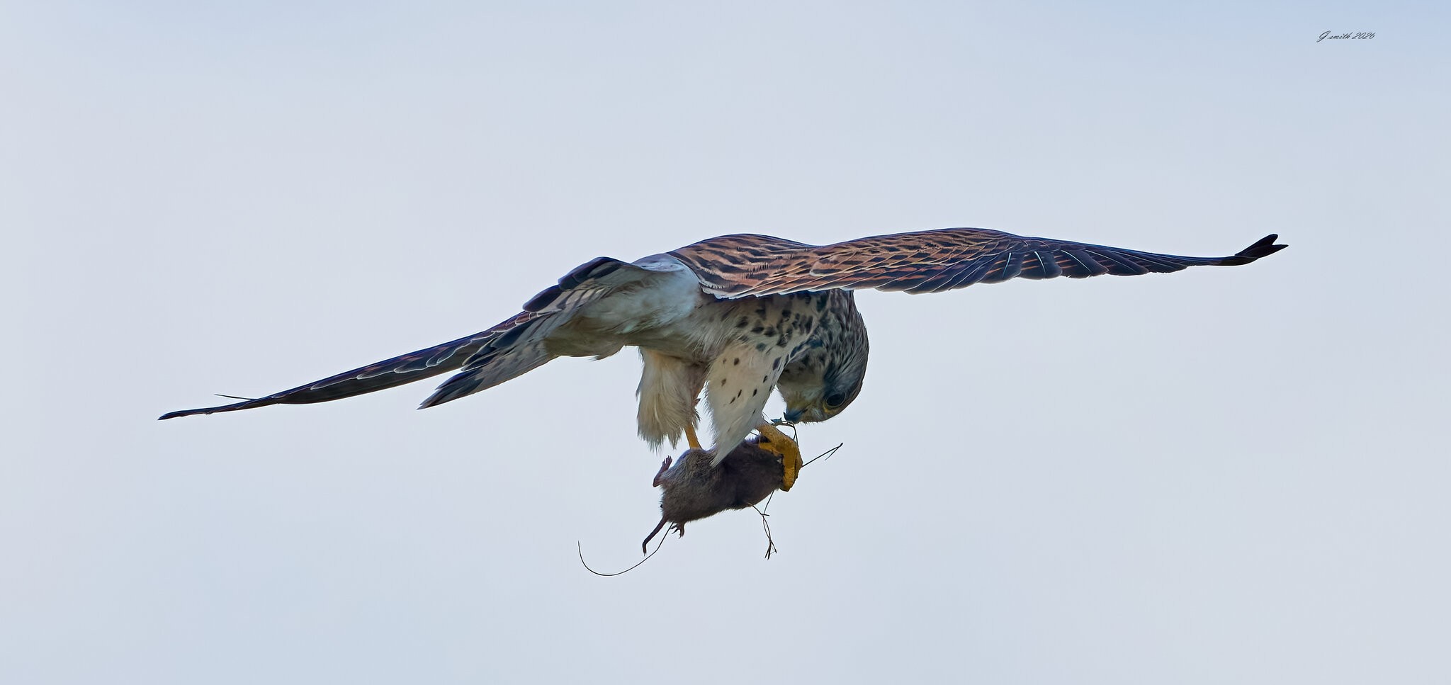 kestrel 2026_136.jpg