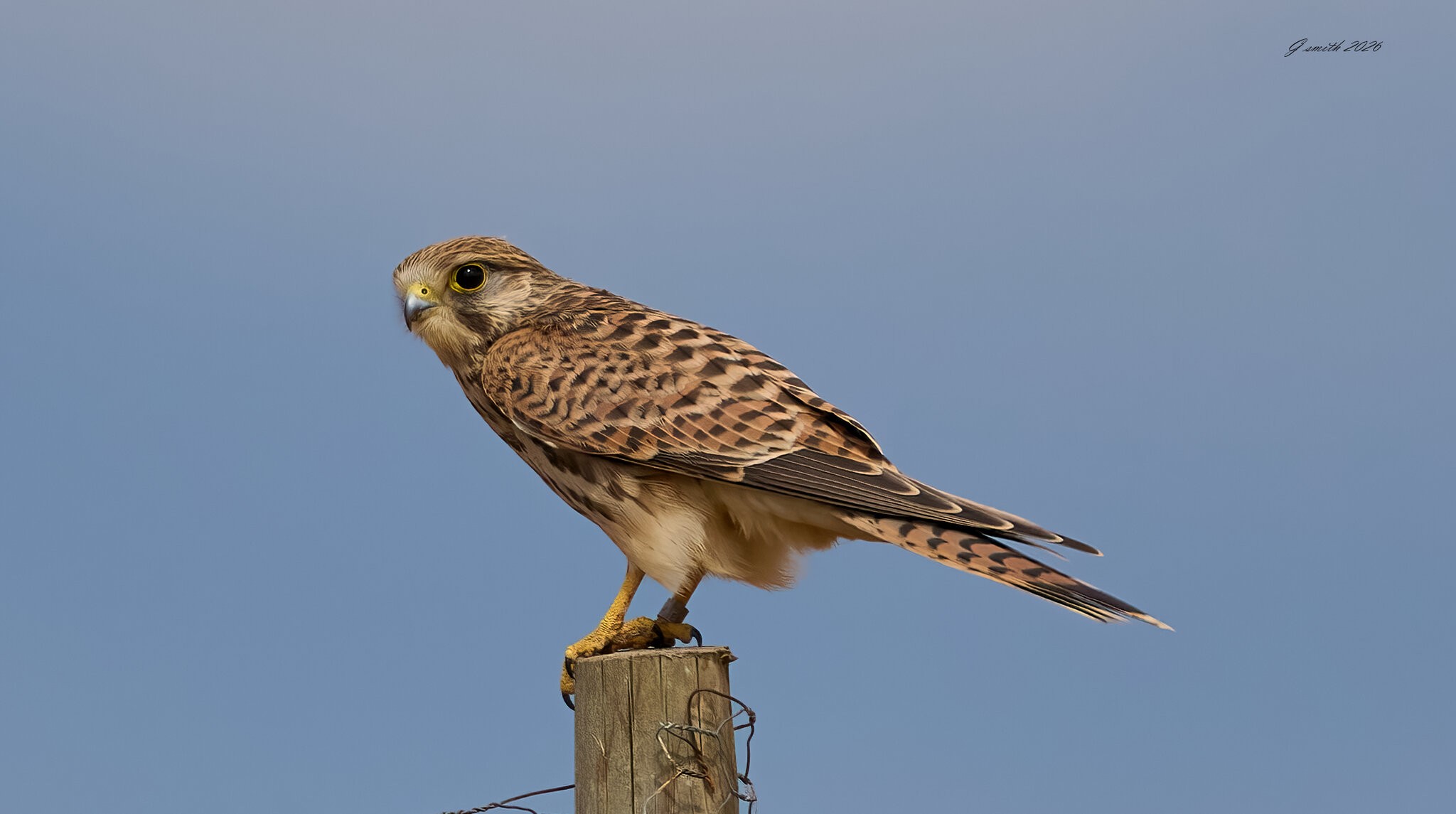 kestrel 2026_46.jpg